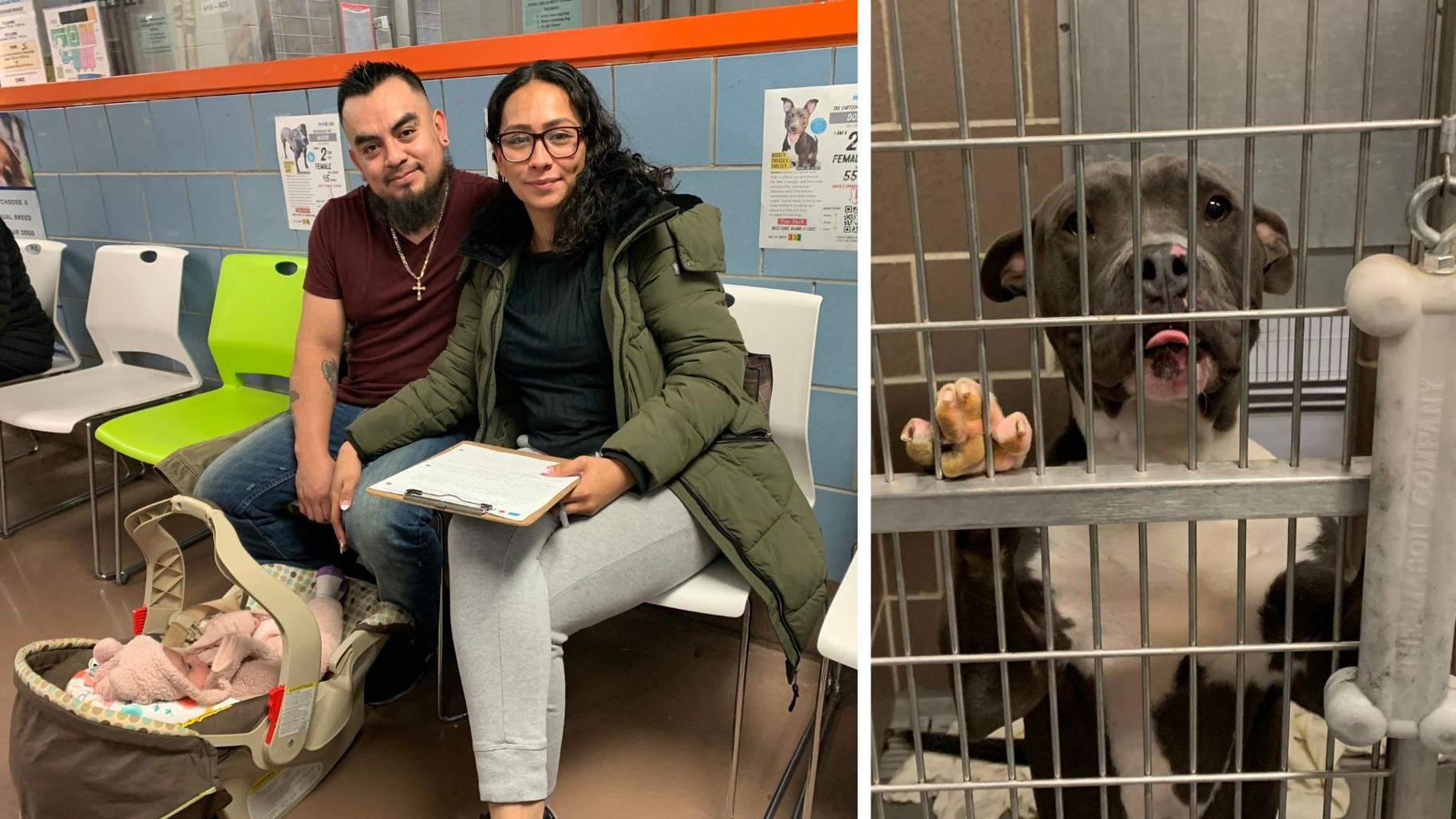 Sonia Arrieta and Jorge Aguilar, who live in Little Village, brought along baby Natalia to Chicago Animal Care and Control on Nov. 8, 2023, and adopted a pit bull named Douglas. (Eunice Alpasan / WTTW News)