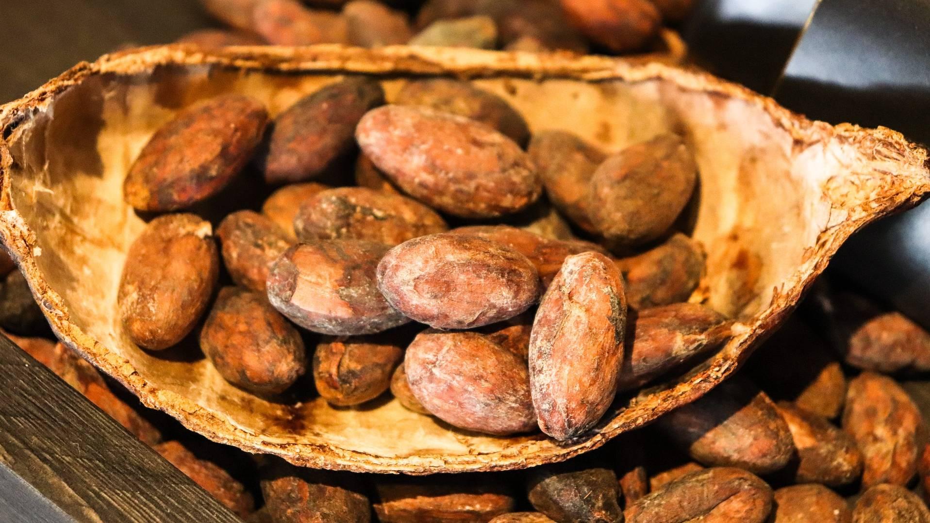 Dust containing lead can settle on cacao beans as they ferment and dry outdoors. (Allybally4b / Pixabay)