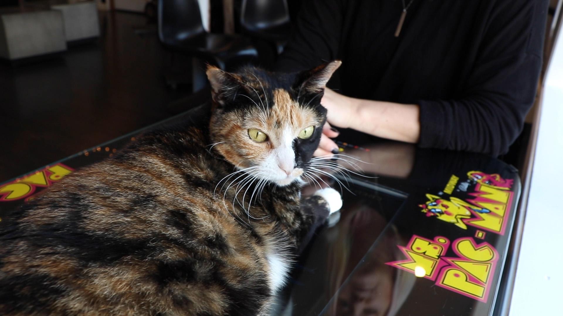 Spring, a cat rescued from the U.S. Virgin Islands, rests on a Ms. Pac Man game at Catcade. (Evan Garcia / WTTW News)