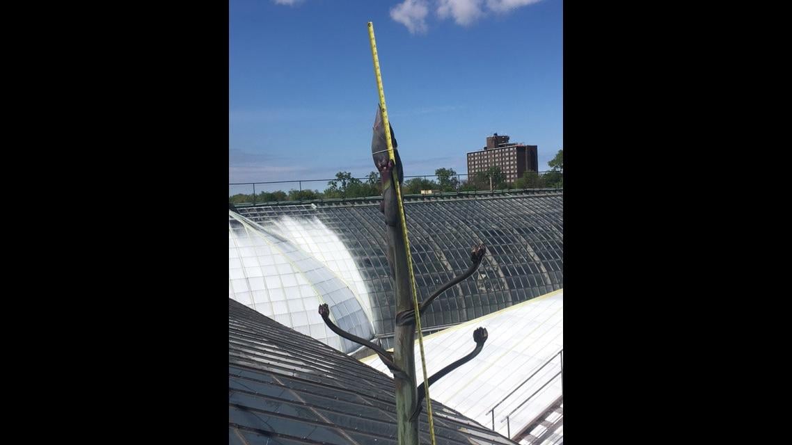 A measuring tape fastened to Garfield Park Conservatory’s Agave americana plant, also known as a century plant. (Courtesy Garfield Park Conservatory)