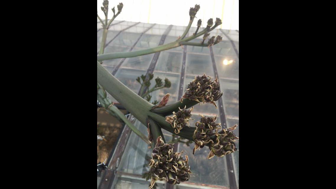 Panicles, or branches, extended from the stalk of Garfield Park Conservatory’s Agave americana plant. (Courtesy Garfield Park Conservatory) 