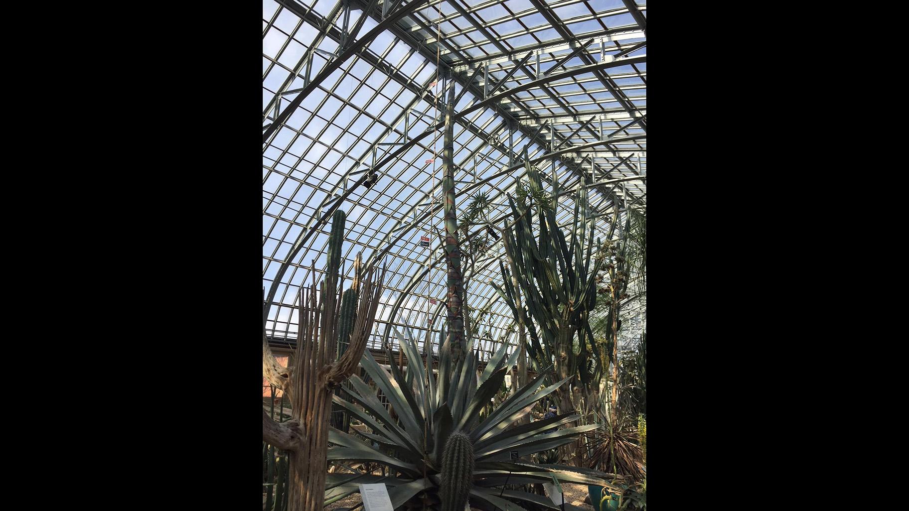The century plant measured 17 feet, 6 inches tall on March 4, 2019. 