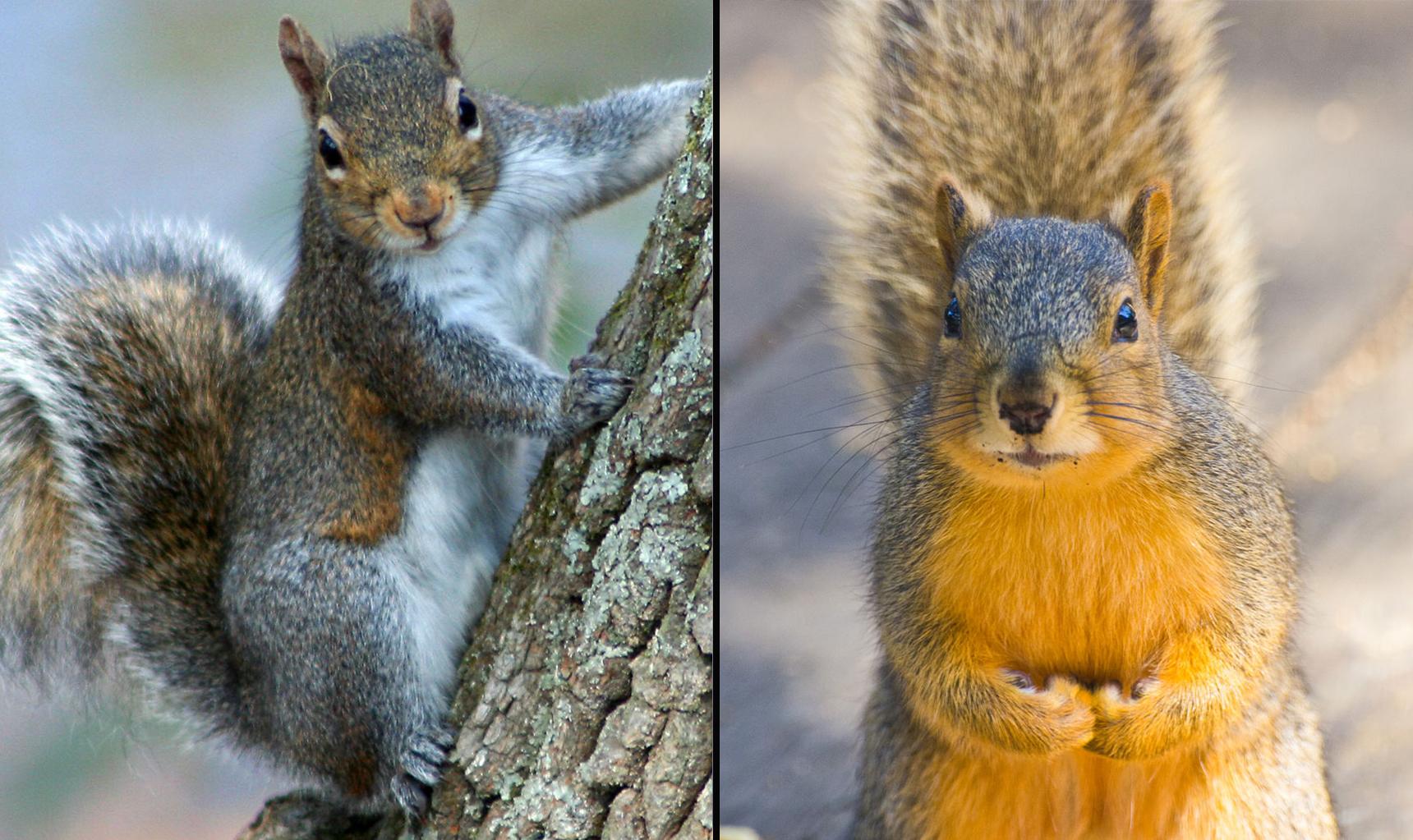 Left: A gray squirrel (Chiswick Chap / Wikimedia Commons) Right: A fox squirrel (Antoine Taveneaux / Wikimedia Commons)