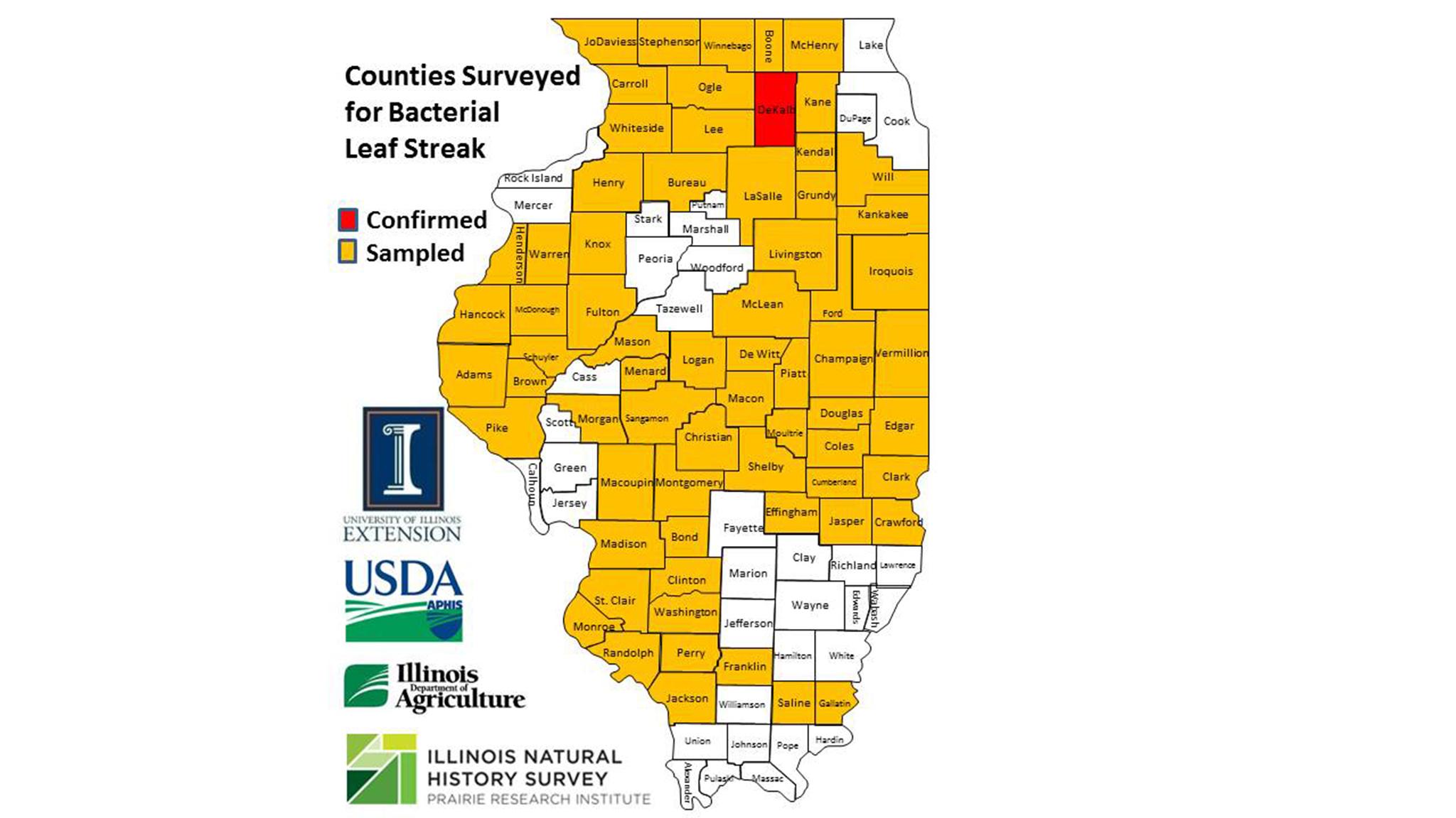 Cook County was not one of the 66 Illinois counties surveyed for bacterial leaf streak.