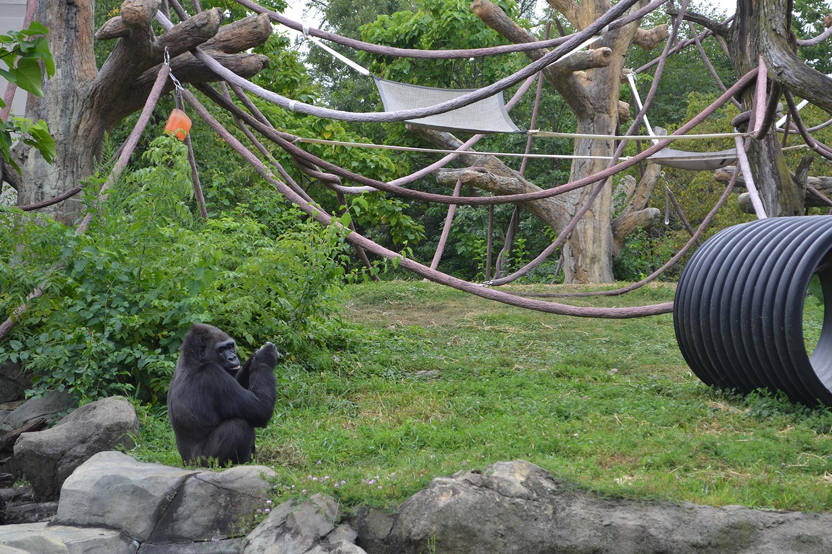 Gorillas were among the animals monitored by scientists at Lincoln Park Zoo during Monday's solar eclipse. (Alex Ruppenthal / Chicago Tonight)