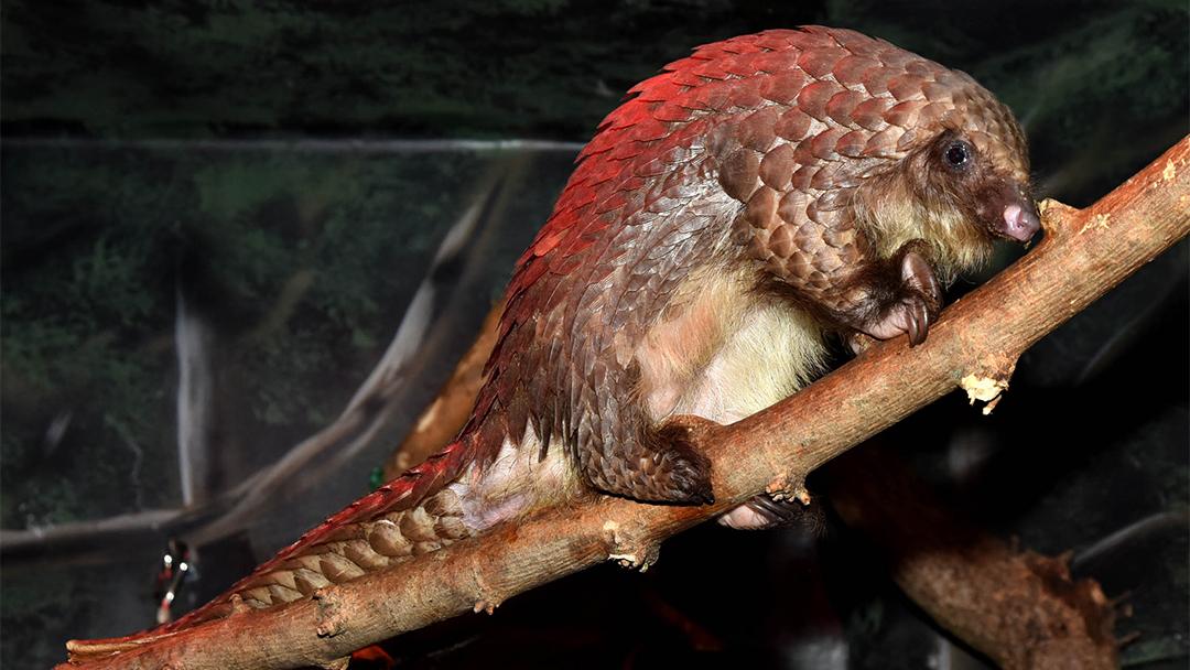 For the first time, Brookfield Zoo is exhibiting a pangolin, a rare animal native to Africa and Asia. (Courtesy of Chicago Zoological Society) 