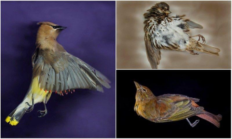 Photos of birds, pictured clockwise from left: a cedar waxwing, a song sparrow and a summer tanager. (Art Fox)