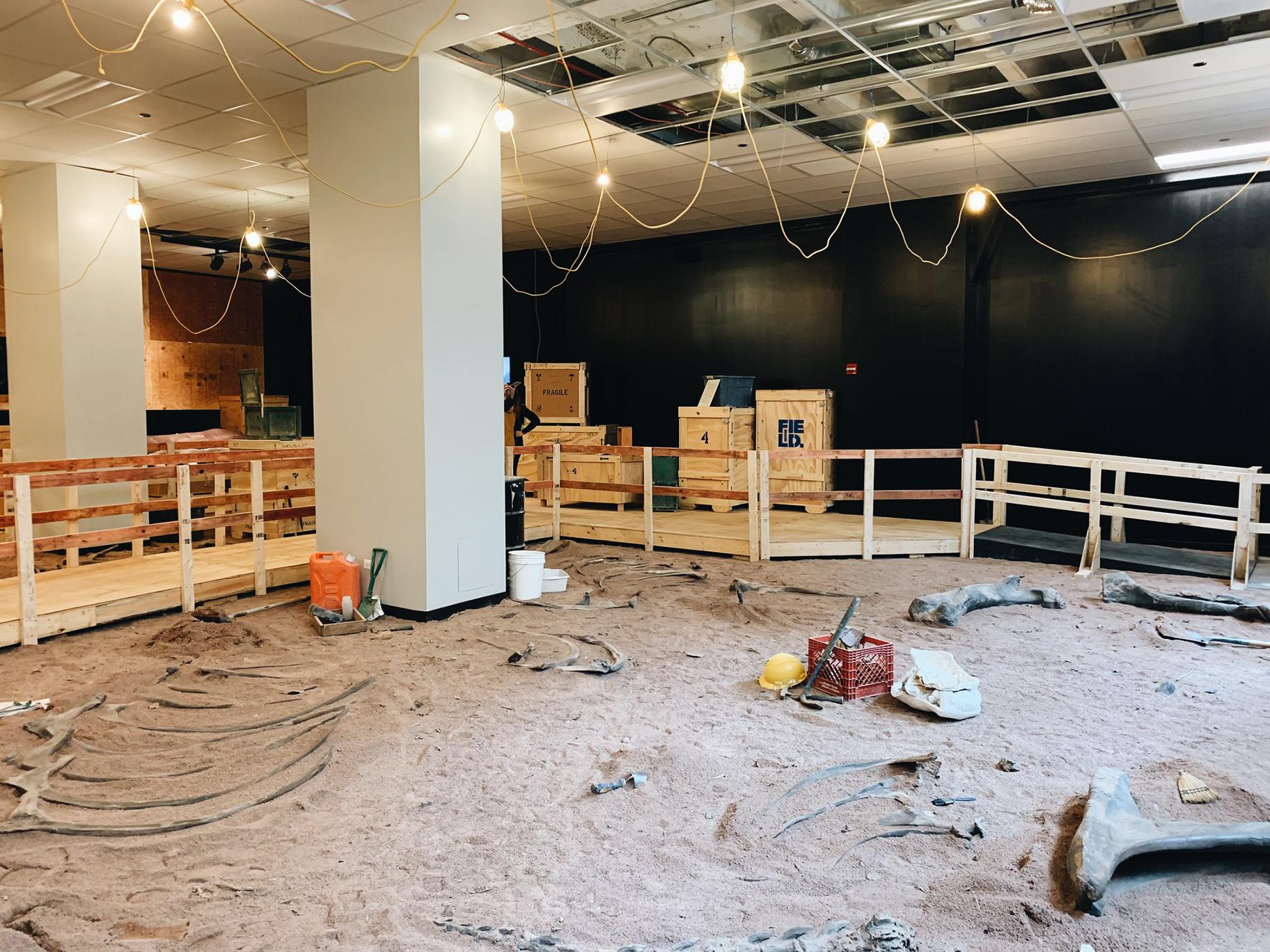 Inside the Field Museum’s new pop-up “Dig Site” at 333 N. Michigan Ave. (Courtesy The Field Museum)