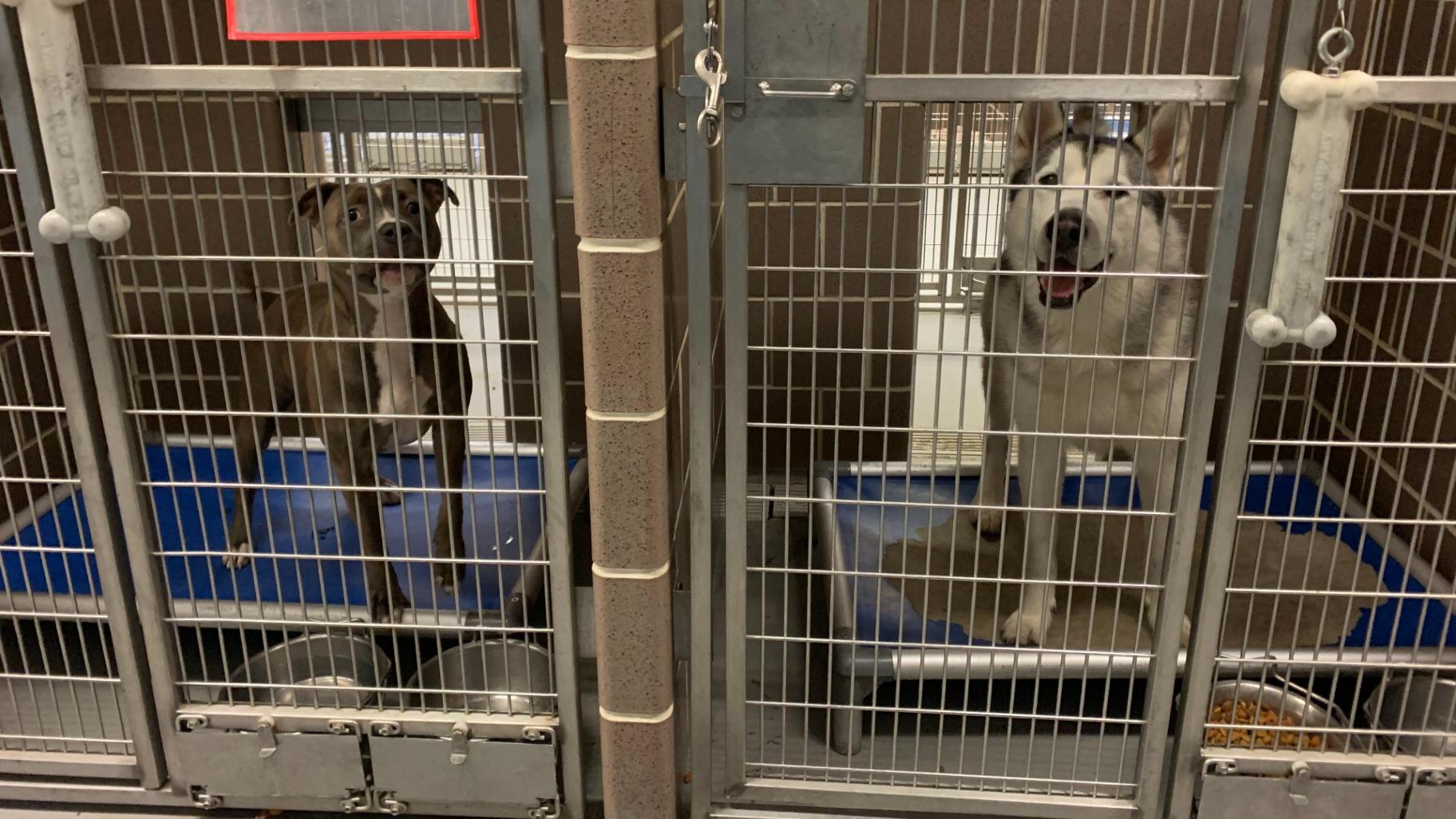 Dogs in their kennels at Chicago Animal Care and Control on the Lower West Side on Nov. 8, 2023. (Eunice Alpasan / WTTW News)