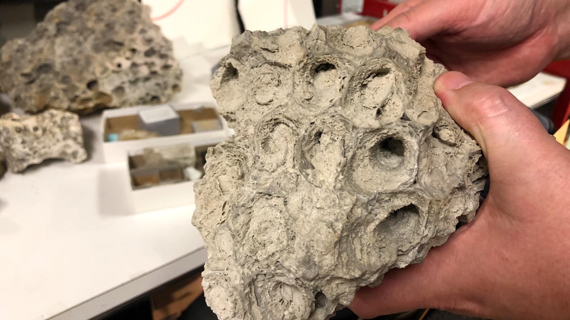 Dolostone Silurian reef fossil, from Thornton Quarry, in the Field Museum's collection. (Patty Wetli / WTTW News)