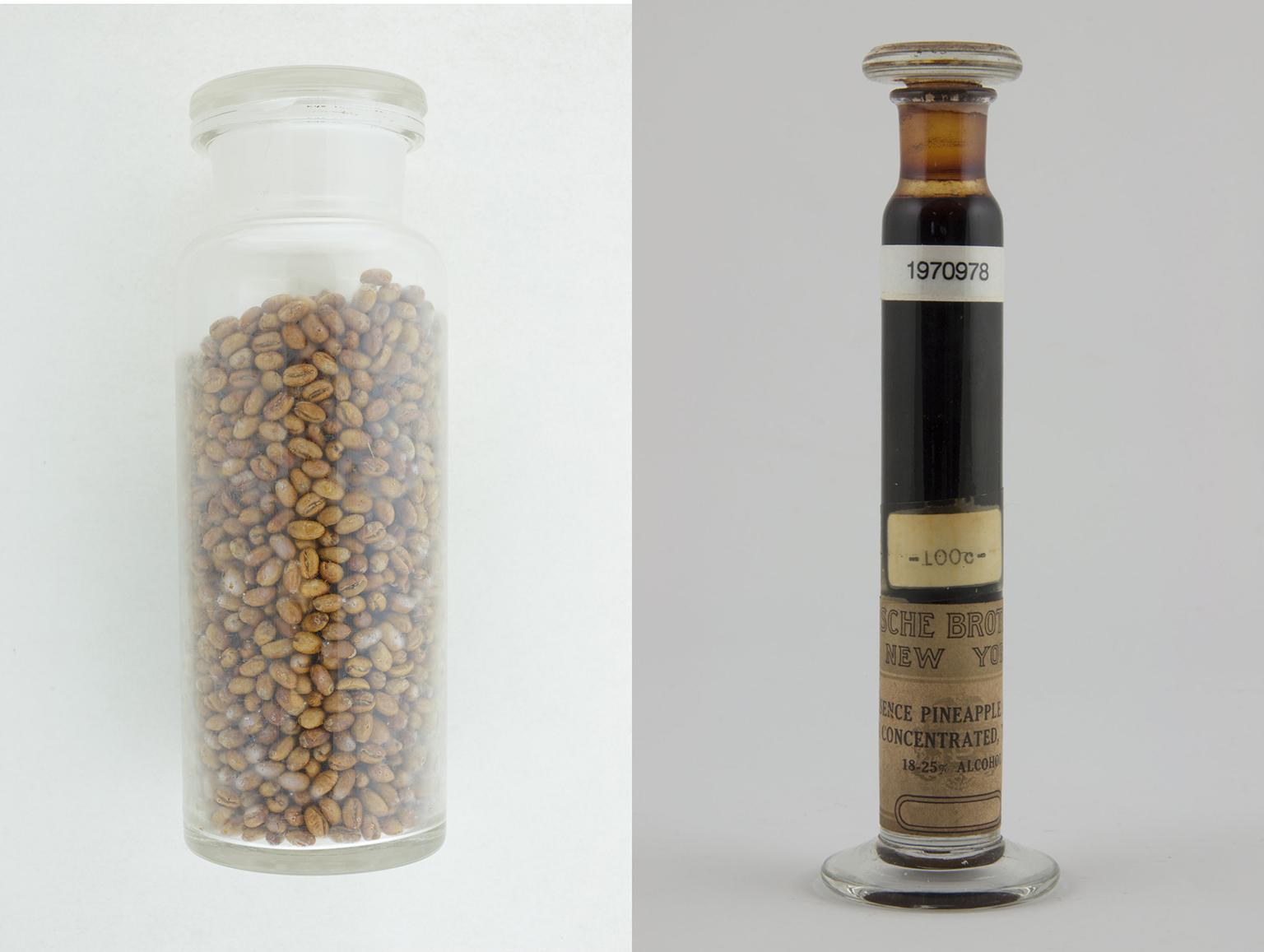 Samples of Jamaica Blue Mountain Coffee, left, and pineapple from the Field Museum’s collection of historical specimens. (Courtesy The Field Museum)