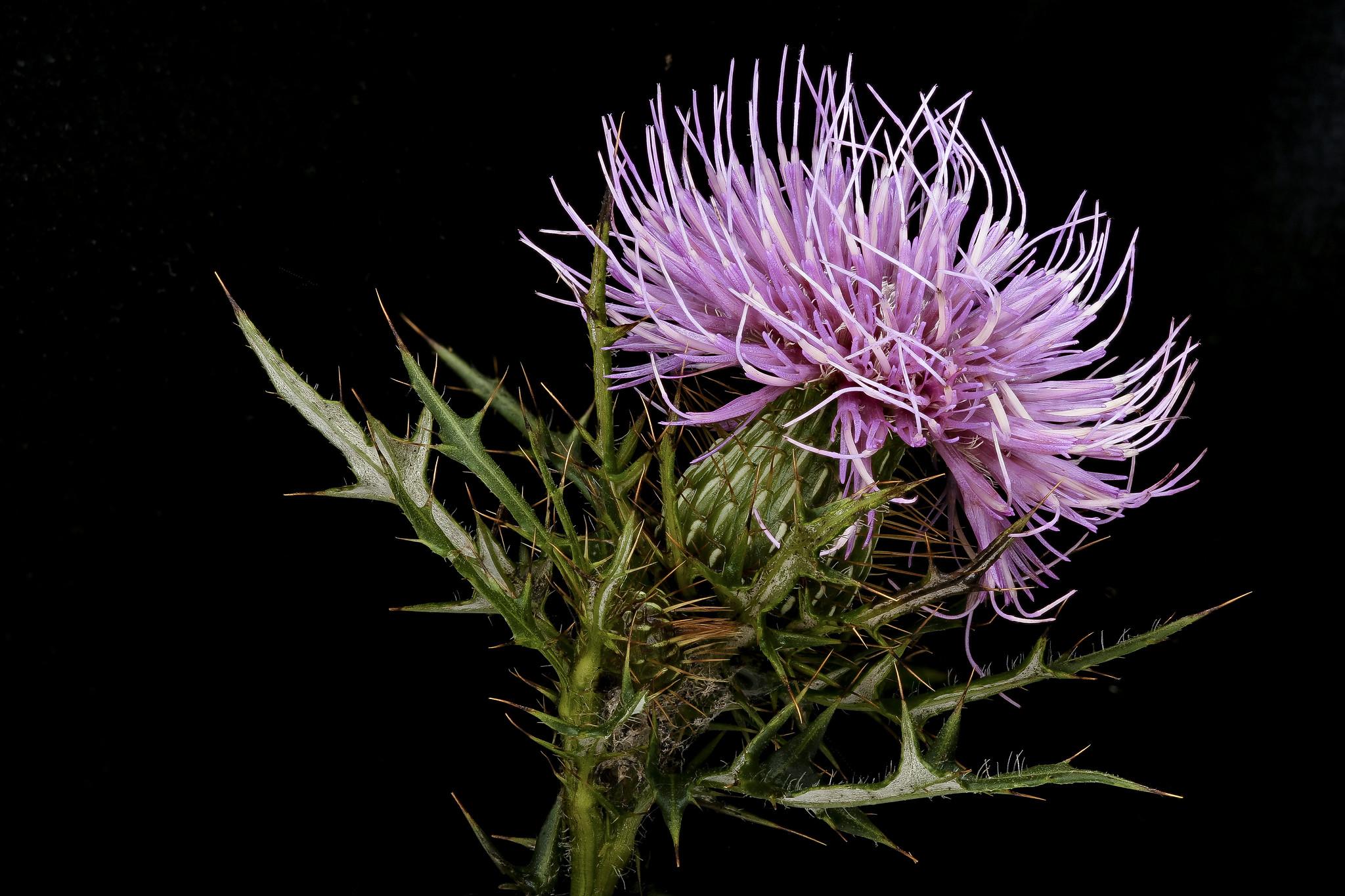 Pasture thistle, also known as field thistle, is a native plant and a sign of a high-quality prairie. (USGS Bee Inventory and Monitoring Lab / Flickr Creative Commons)