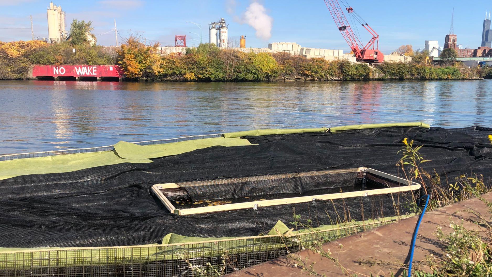 Floating wetland under construction in fall 2022 at Bubbly Creek. (Patty Wetli / WTTW News)
