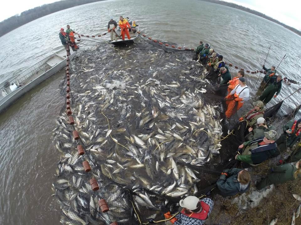 Casper's previous research includes studying how commercial fishing helps prevent the spread of Asian carp, which are pictured here in Illinois. (Courtesy Illinois Natural History Survey)