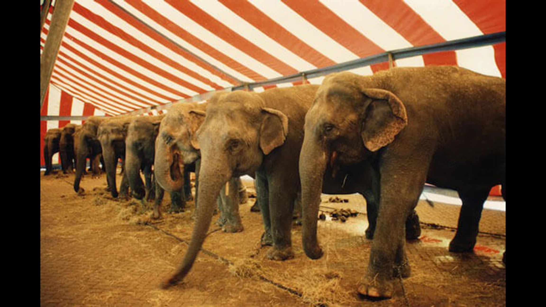 The USDA has cited elephant exhibitors that perform in Illinois for violations of the federal Animal Welfare Act. (Courtesy of PETA)