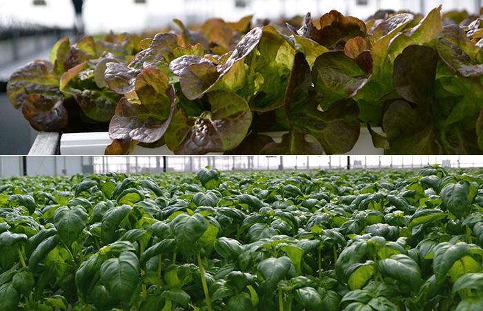 All of the crops are pesticide-free, including red oak lettuce, top, and basil, bottom. (Evan Garcia)
