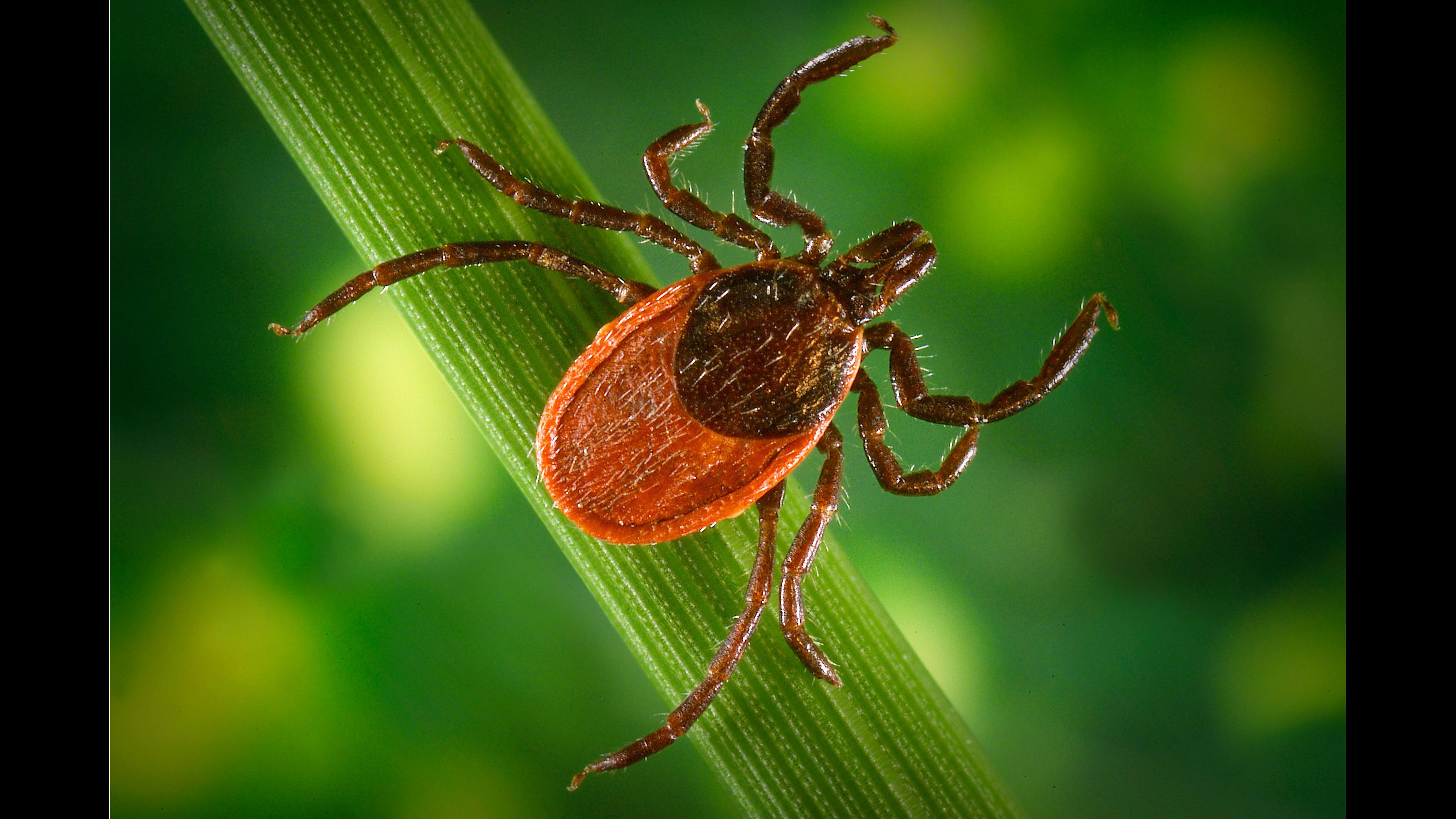 The blacklegged tick, also known as the deer tick, is one of three types of ticks found in Illinois that transmit illnesses via their bite to humans. (James Gathany / CDC)