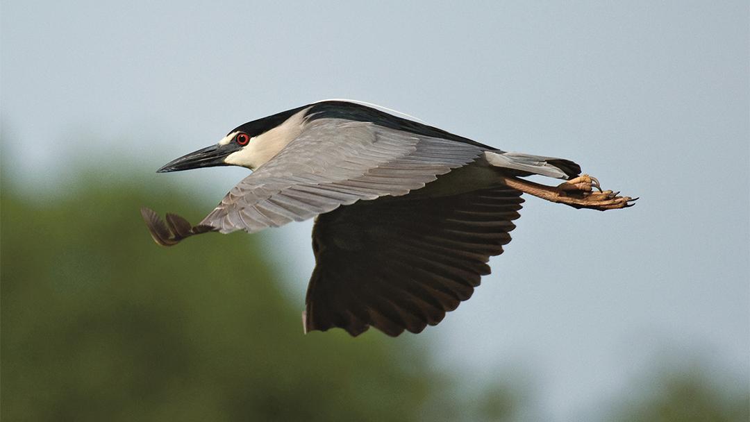 Black-crowned night herons average about 2 feet in length and weigh nearly 2 pounds. (Courtesy Lincoln Park Zoo)