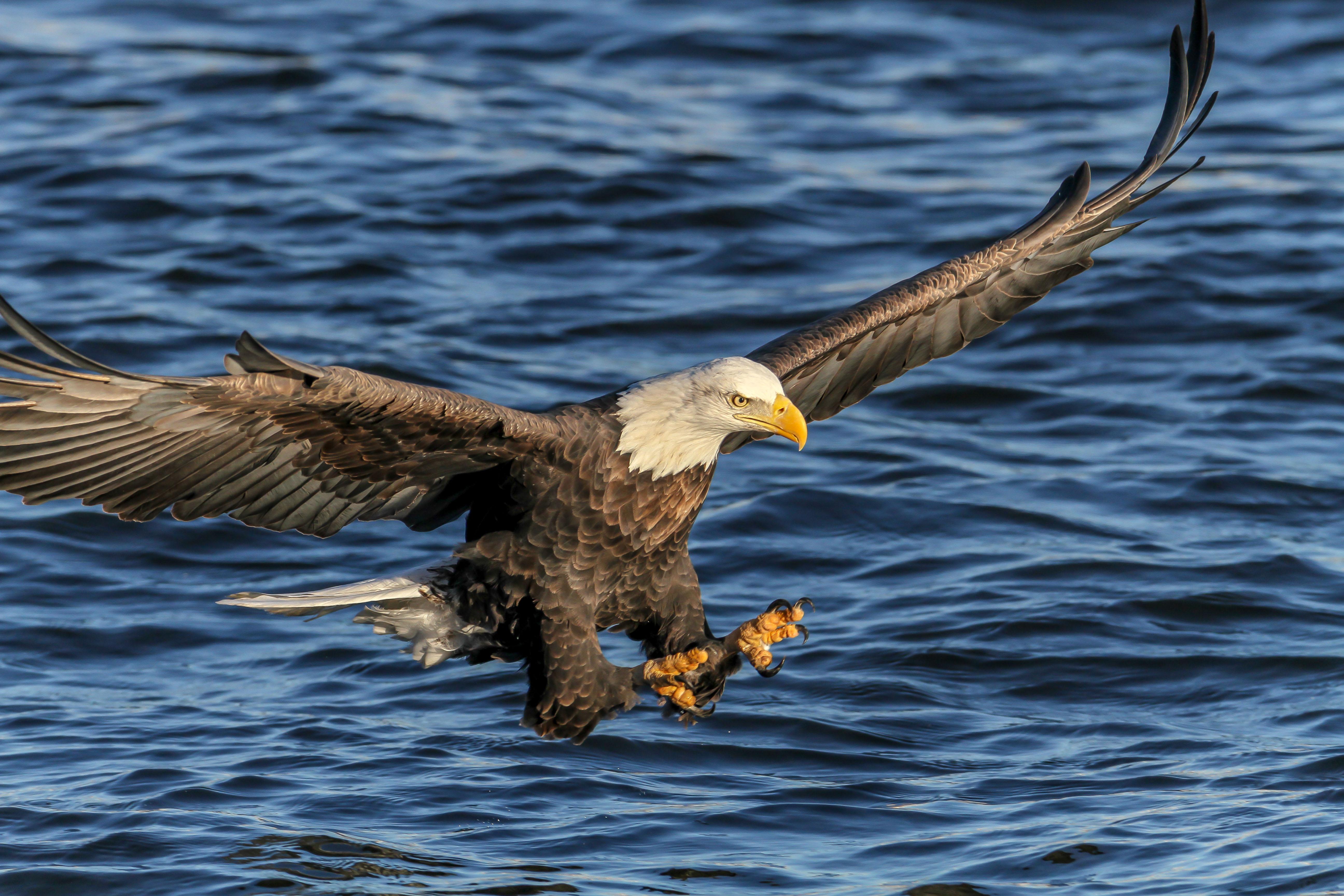 A bald eagle fishing on the Mississippi River. (Photo credit: Josh Feeney)