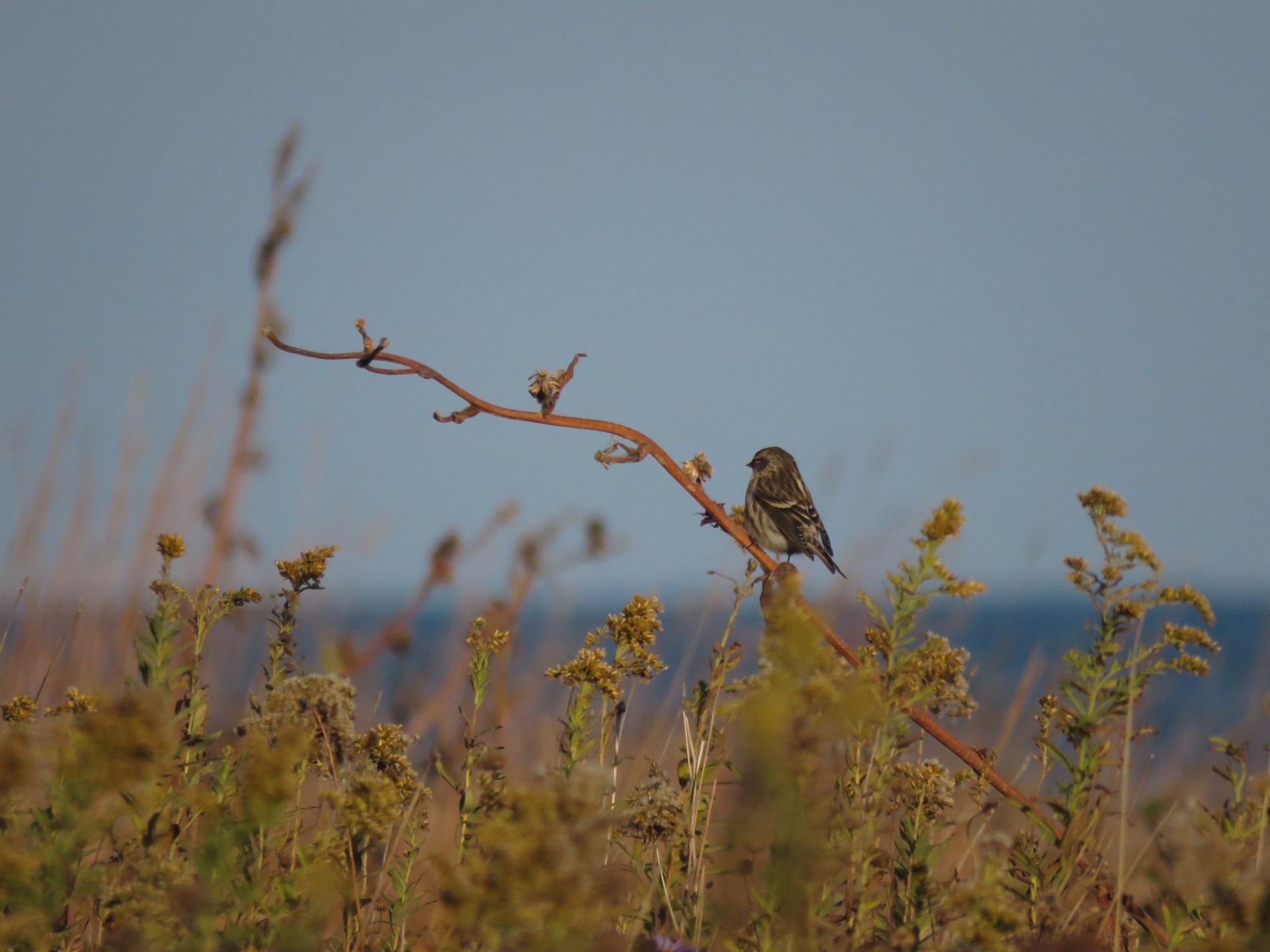Pictured is a common redpoll, which is the 282nd bird species Isoo O’Brien spotted this year. (Credit: Isoo O’Brien)