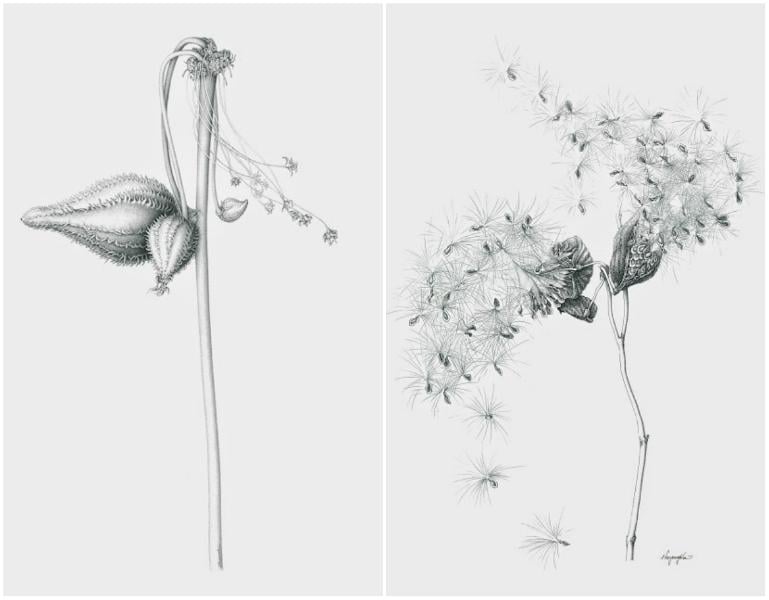 Left: Common milkweed in graphite pencil. Right: Common milkweed (Asclepias syriaca) in ink (Heeyoung Kim)