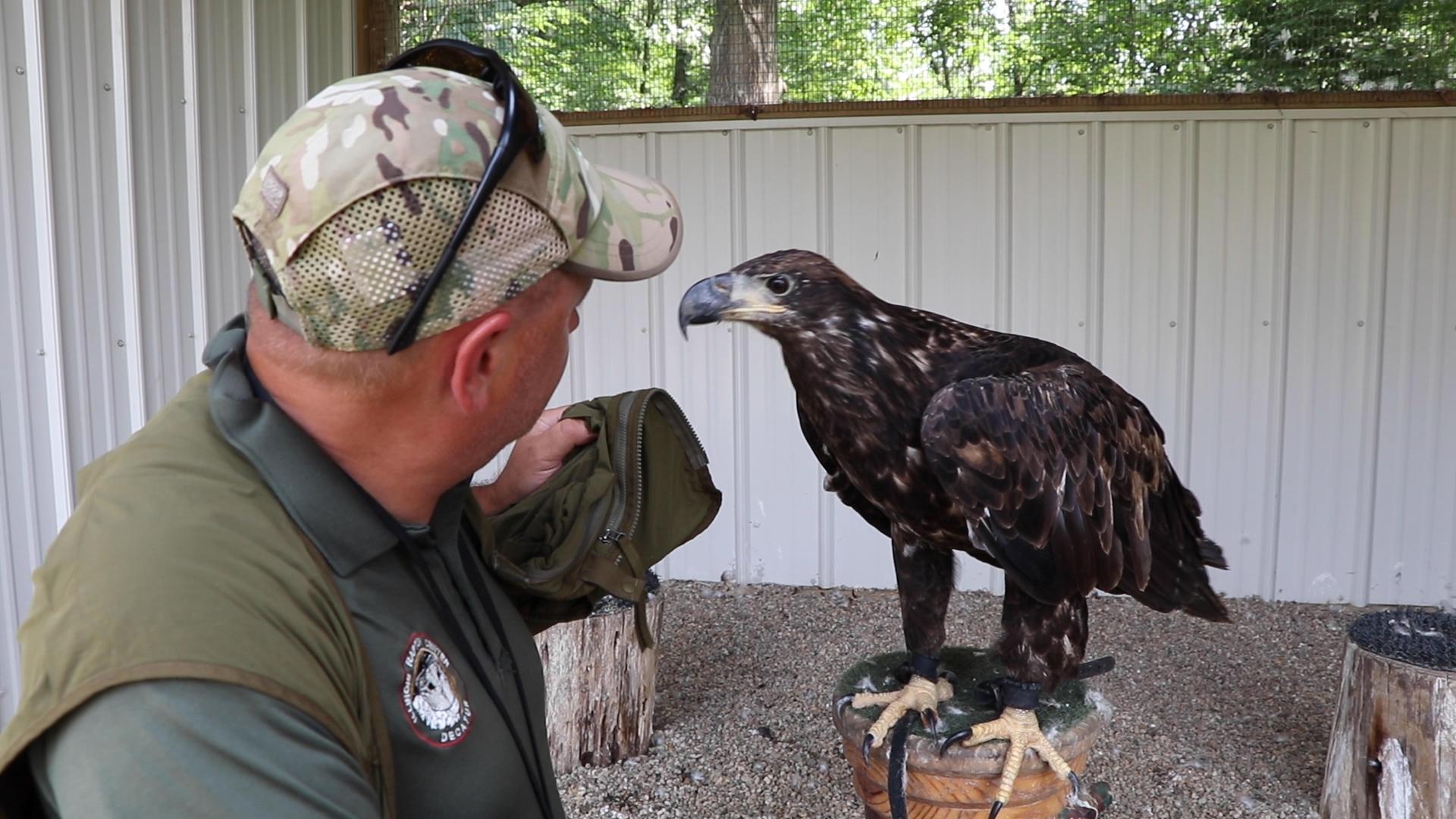 Illinois Raptor Center Program Director Jacques Nuzzo visits Laura, a two-year-old bald eagle that tested positive for West Nile Disease. Bald eagles don’t get their white-feathered heads until they’re about 5 years old. (Evan Garcia / WTTW News)