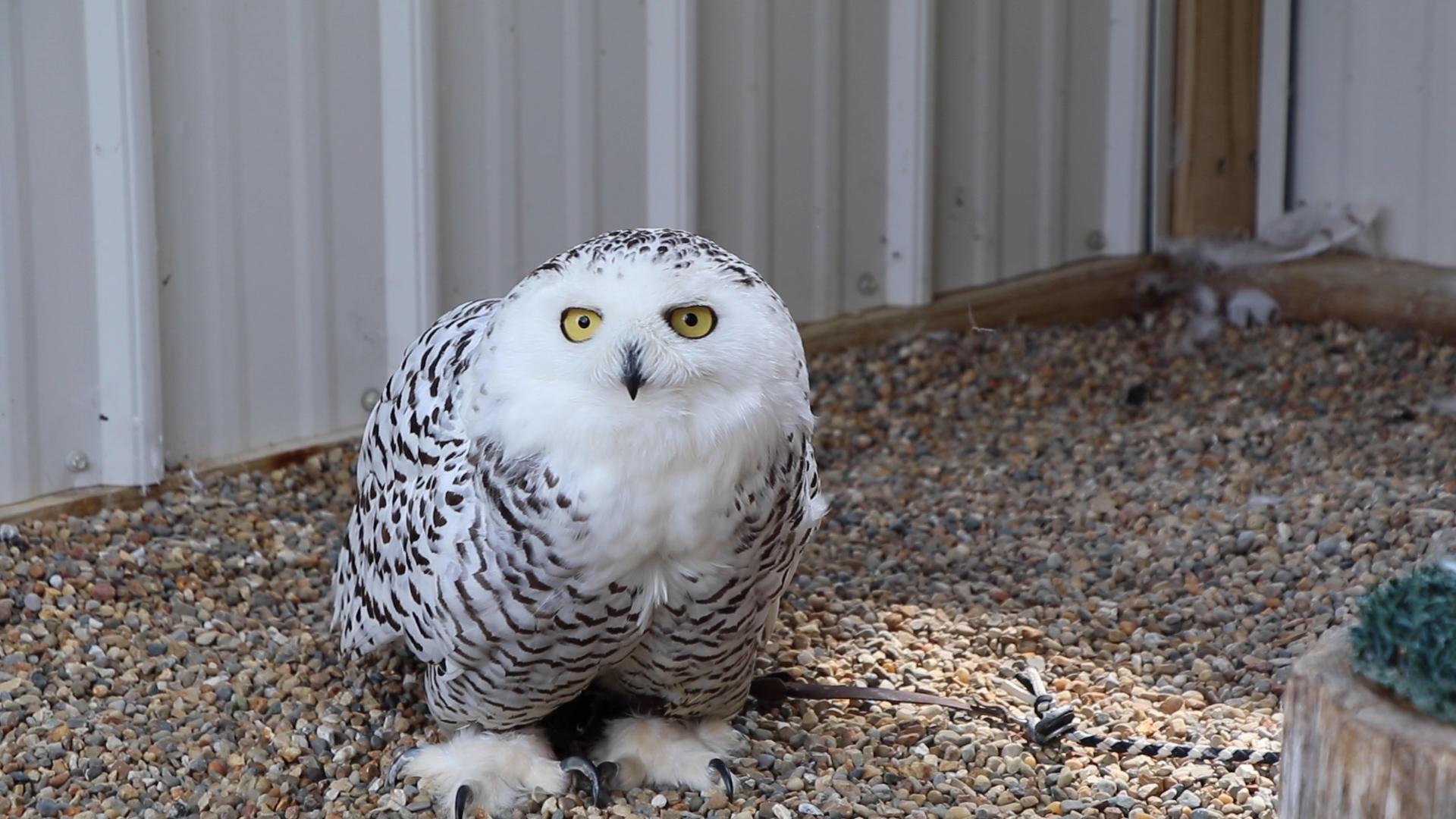 This snowy owl was bred in captivity in Canada and brought to the Illinois Raptor Center as a permanent resident. Unlike most owls, which are nocturnal, the snowy owl is active during the day. (Evan Garcia / WTTW News)