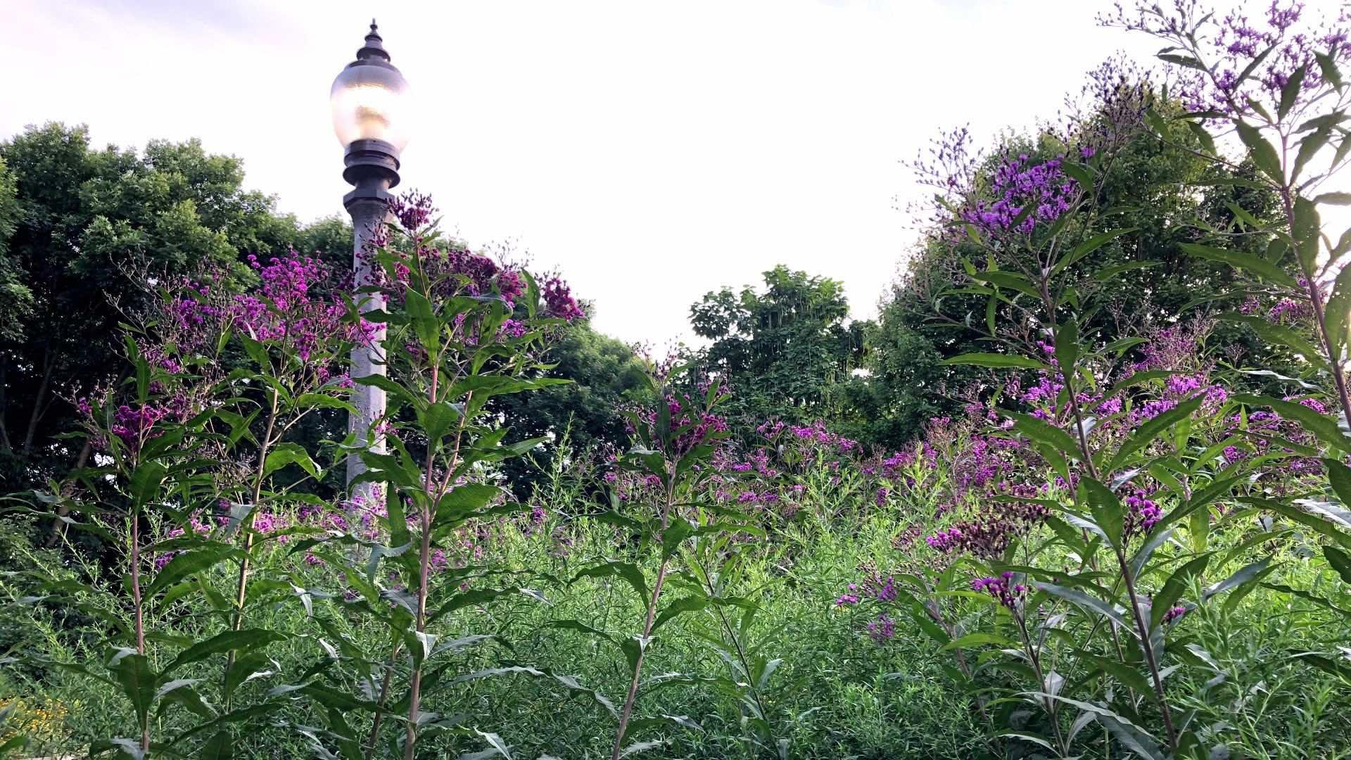 Ironweed can reach 10 to 12 feet, crowned with intensely colored blooms. Seen at Winnemac Park in Lincoln Square. (Patty Wetli / WTTW News)