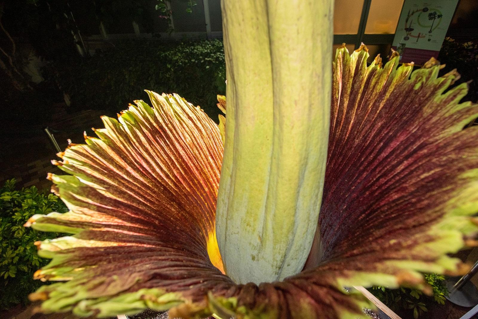 The inside of Java the corpse flower after it bloomed on May 23, 2019. (Courtesy Chicago Botanic Garden) 