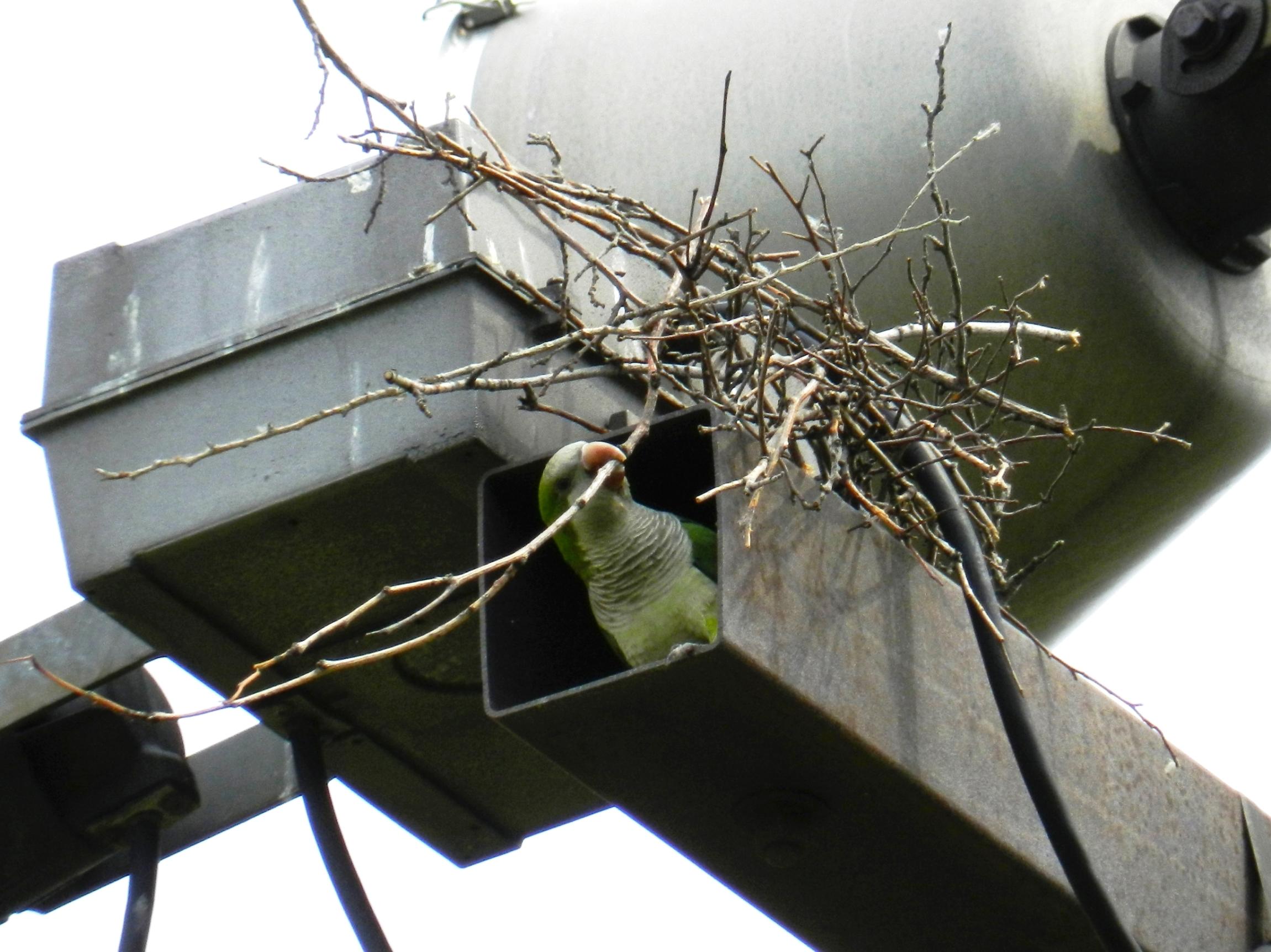 Monk parakeets are attracted to man-made structures like utility poles, where they have been known to build their nests. (John Iwanski / Flickr)