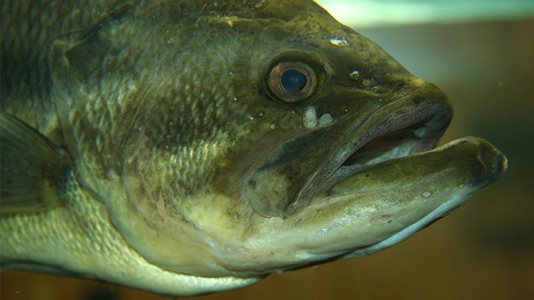Male largemouth bass are the focus of a newly published study from the Illinois Natural History Survey. (Jonathunder / Wikimedia Commons)