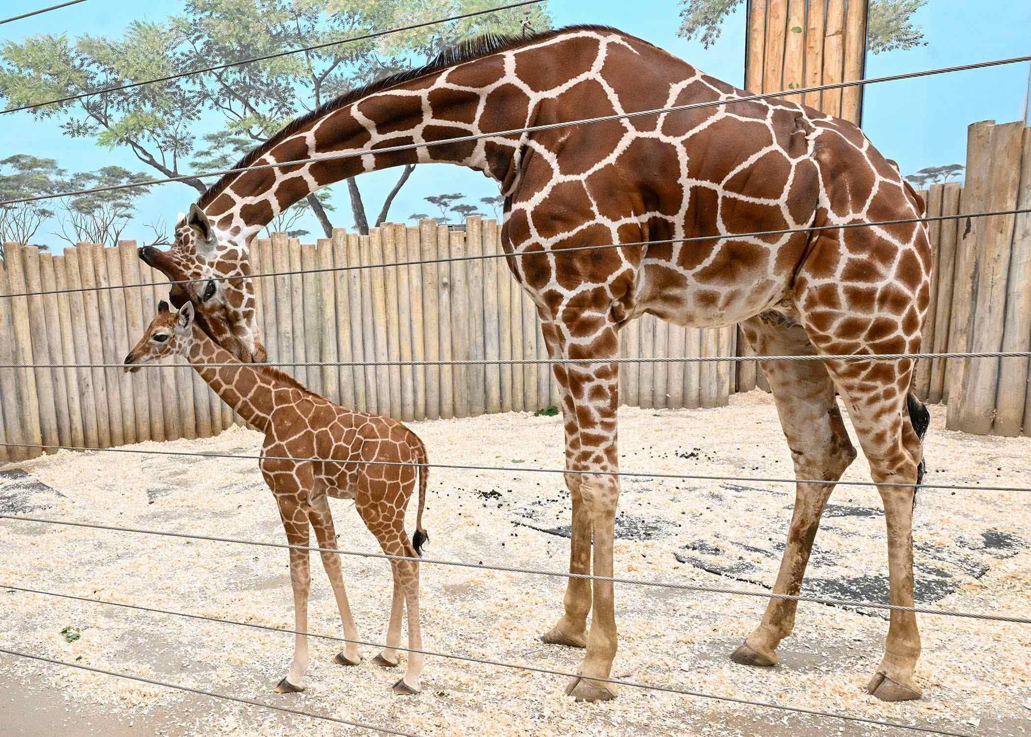 Thanks to innovative fertility treatment, 16-year-old Arnieta successfully gave birth to Kinda after suffering a pair of miscarriages in recent years. (Jim Schulz / CZS-Brookfield Zoo)