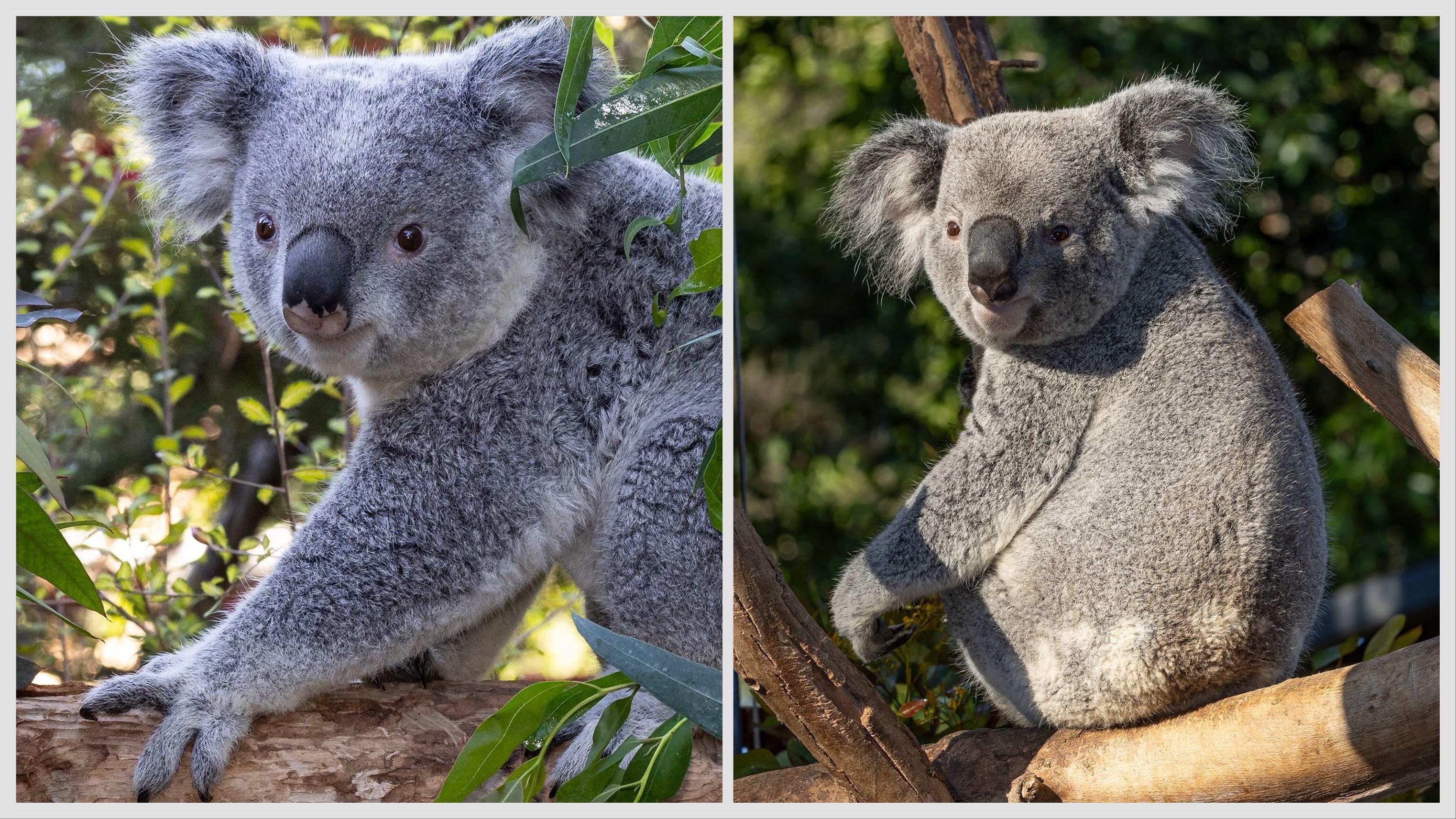 Brumby, left, and Willum, right, will be Brookfield Zoo’s first-ever koalas. (Courtesy of San Diego Zoo)