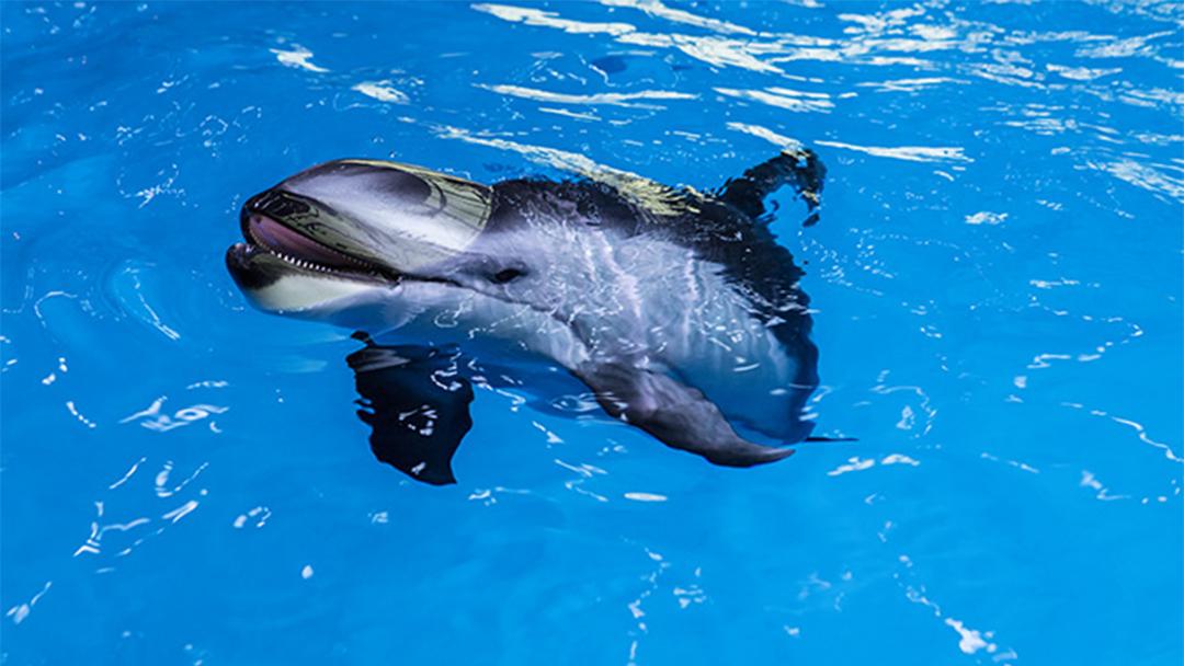 Kukdlaa, Shedd Aquarium's 1-year-old dolphin calf (Shedd Aquarium)