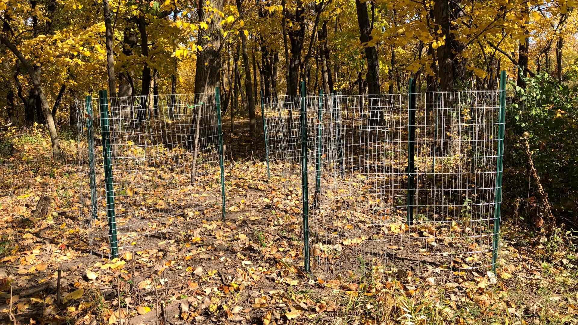 Protective fencing, like these cages pictured Oct. 23, 2022, at LaBagh Woods, is needed to protect native shrubs from grazing by deer. (Patty Wetli / WTTW News)