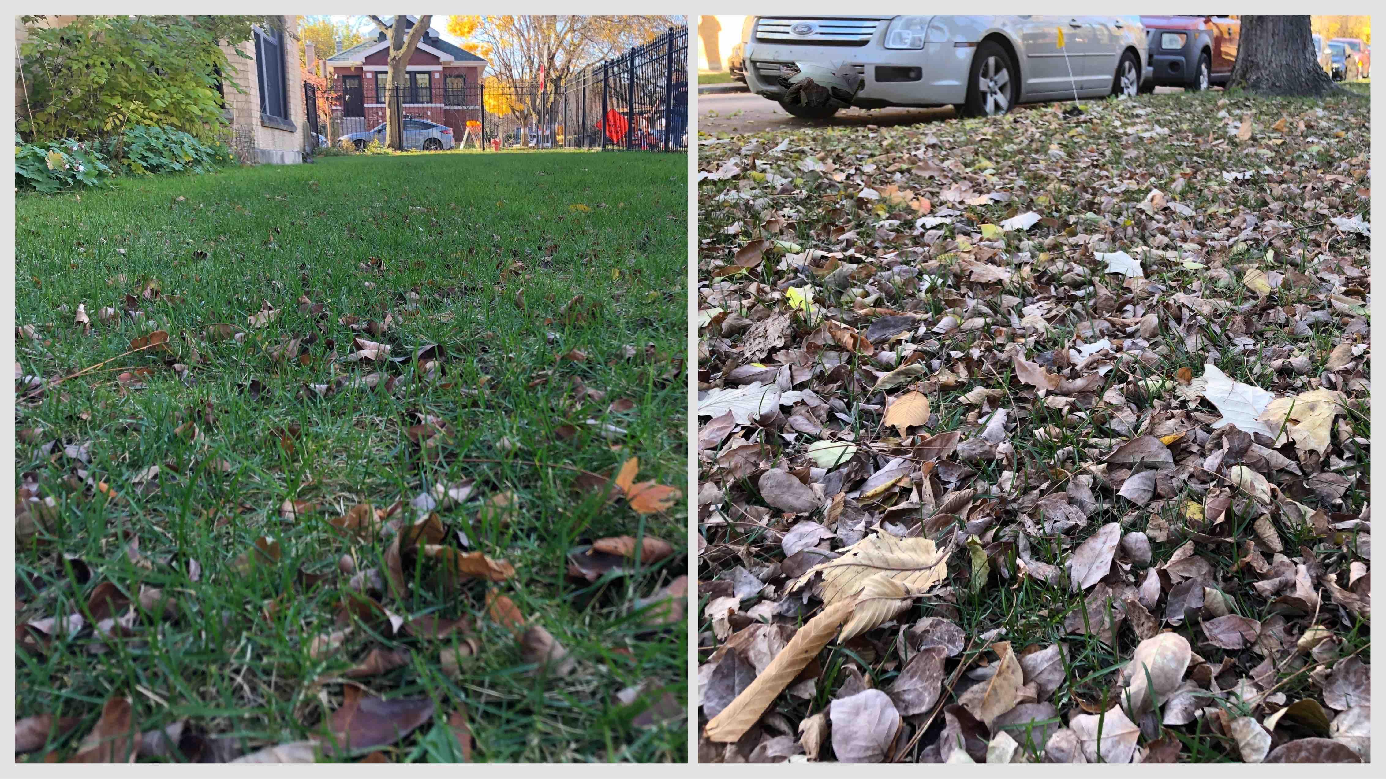 Lawns can withstand 10% to 15% leaf cover, more than that and the grass won't receive enough sunlight. (Patty Wetli / WTTW News)