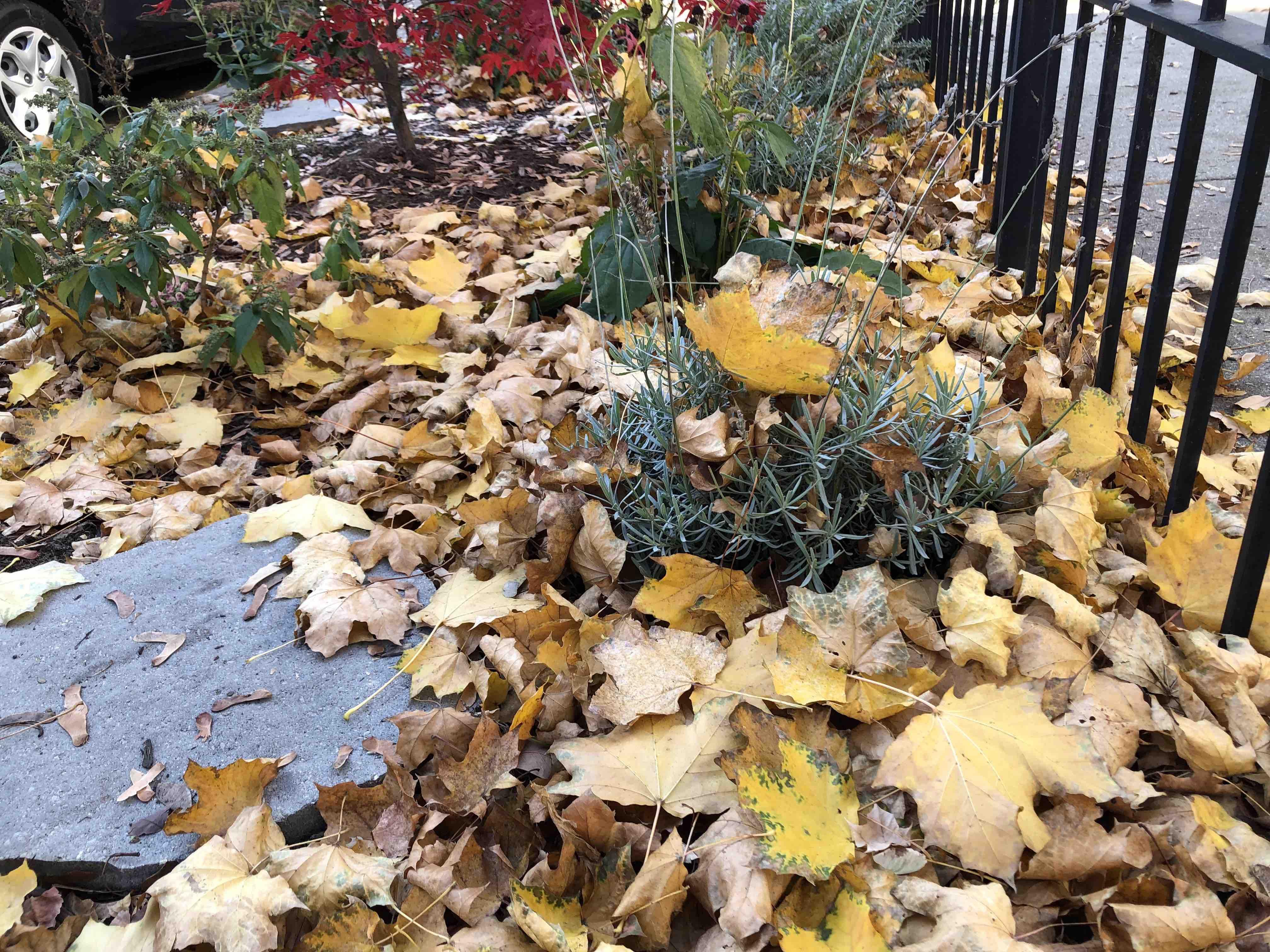 Leaves can be used as mulch in garden beds. (Patty Wetli / WTTW News)