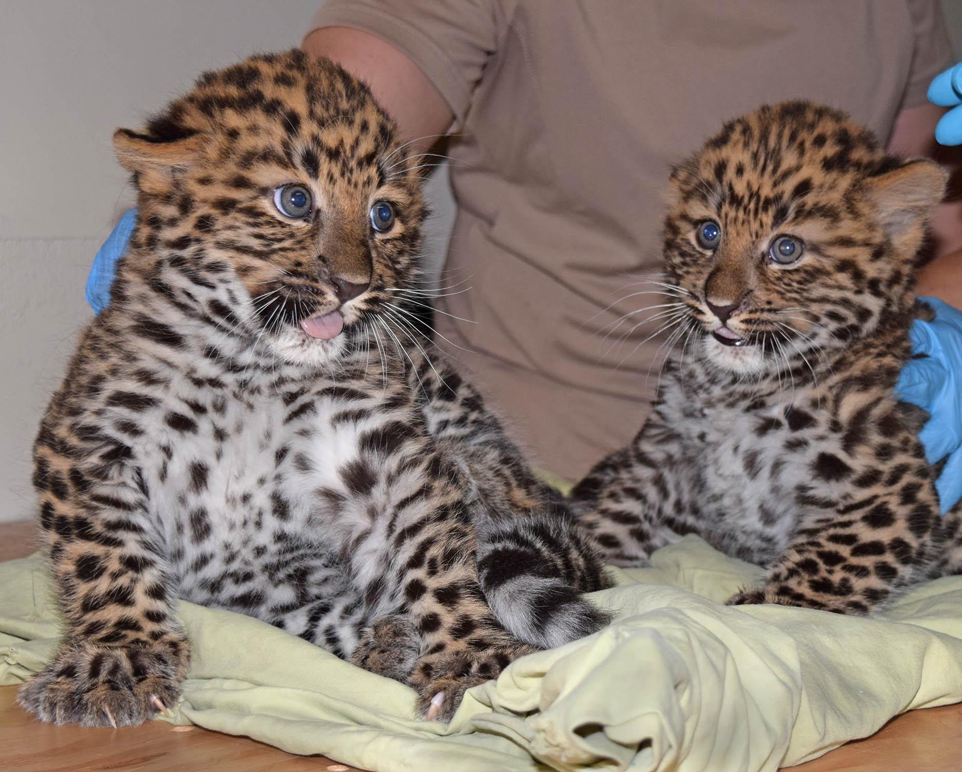 Two Amur lopeard cubs were born last year at Brookfield Zoo. (Cathy Bazzoni / Chicago Zoological Society)