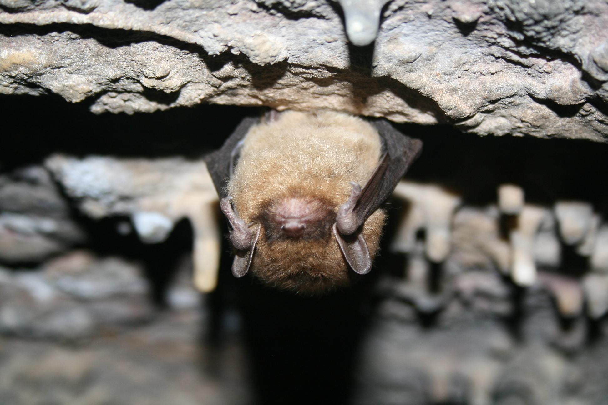 The little brown bat is the predominant bat species found in Illinois. (Ann Froschauer / U.S. Fish and Wildlife Service)