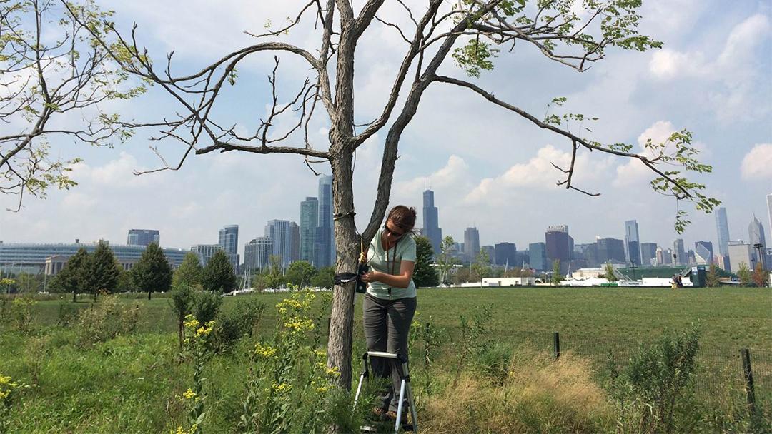 Lincoln Park Zoo's Liza Lehrer attaches a microphone designed to detect bat calls to a tree in Chicago. (Lincoln Park Zoo)