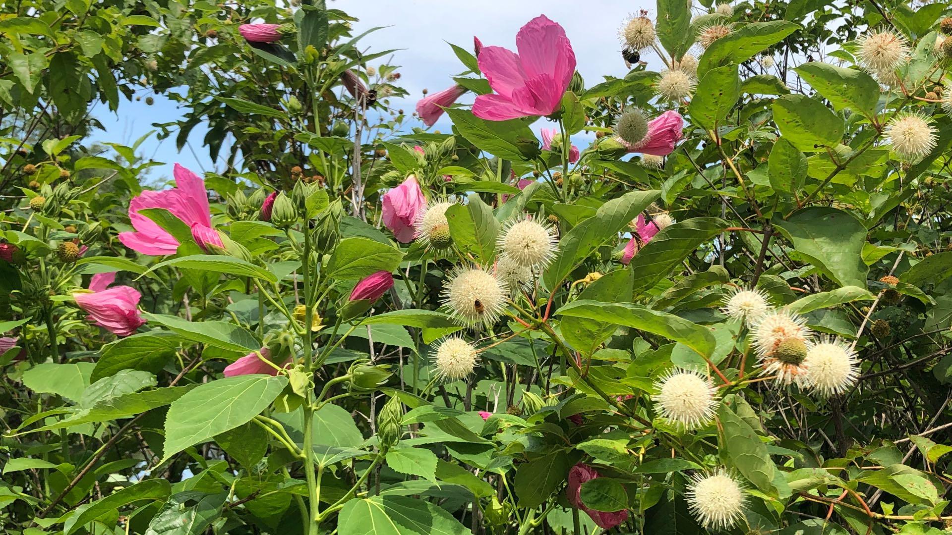Look for buttonbush, too, a native shrub beloved by birds and pollinators. Like swamp rose mallow, buttonbush loves moist soil and can even withstand flooding. (Patty Wetli / WTTW News) 