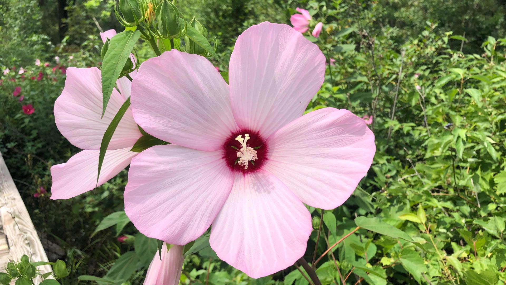 A swamp rose mallow bloom, with its characteristic reddish-purple "throat" at the base of its petals (usually but not always present). (Patty Wetli / WTTW News)