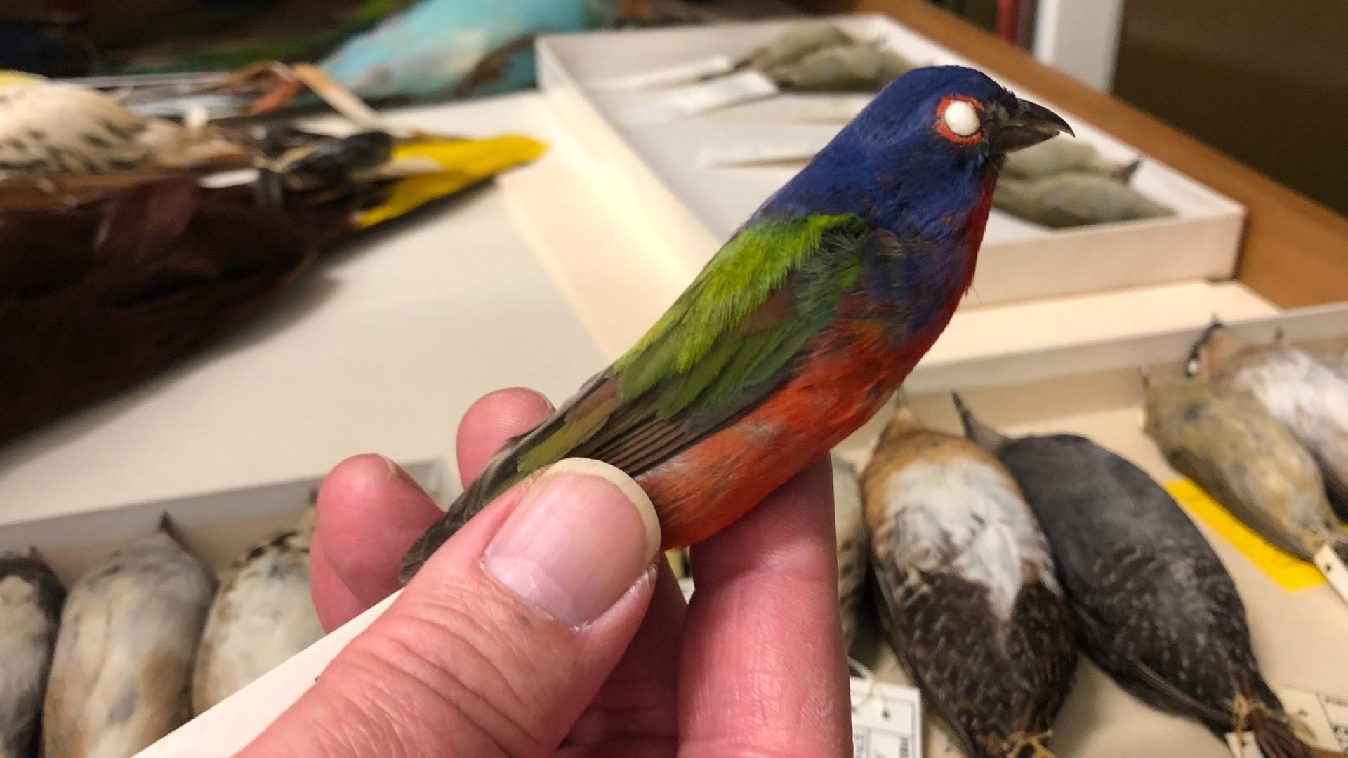 Painted buntings are a rare sighting in Chicago. This one was killed by crashing into McCormick Place Lakeside Center. (Patty Wetli / WTTW News)