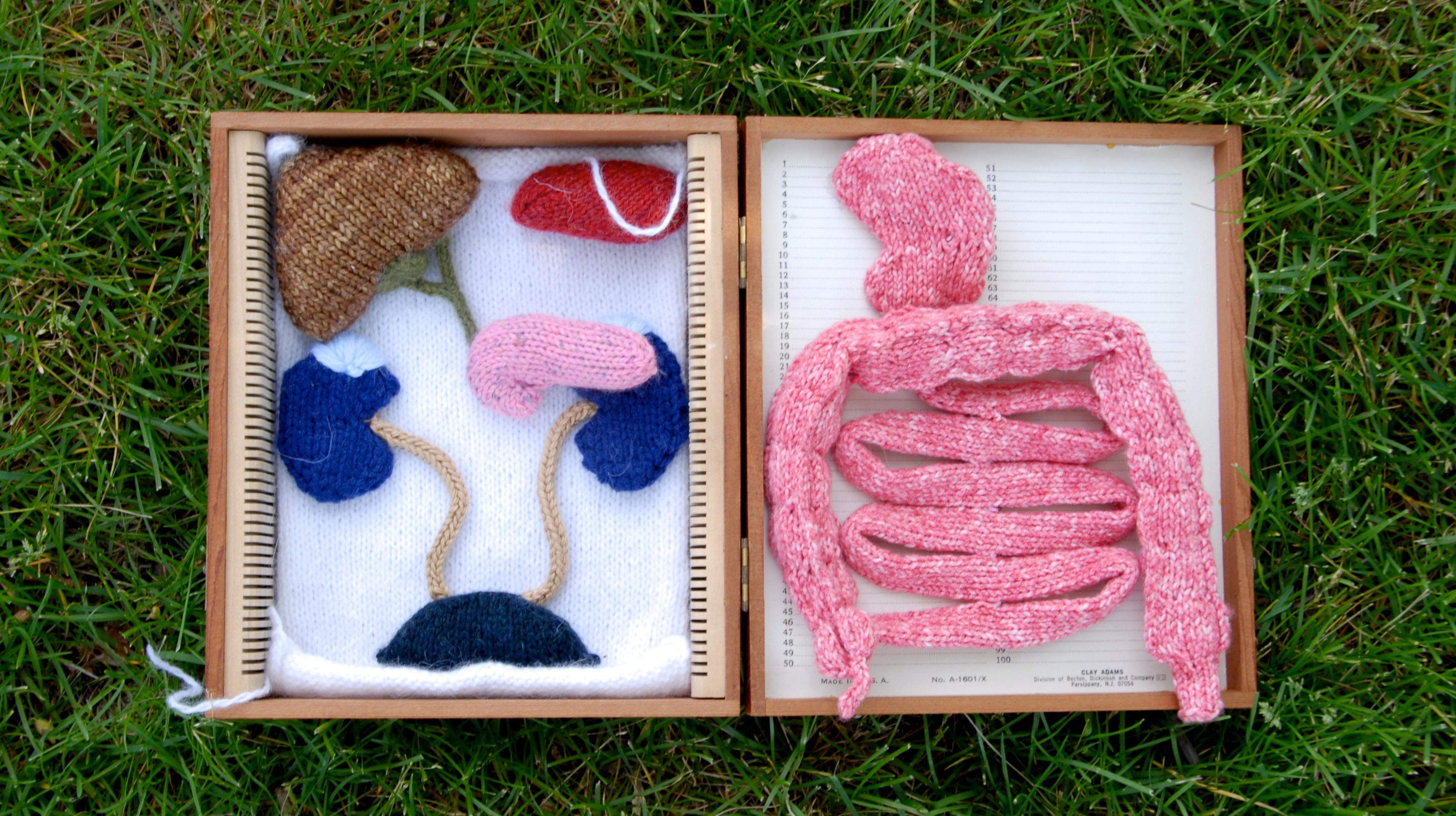 Knitted models of intra-abdominal organs. (Courtesy of Daniel Lam)