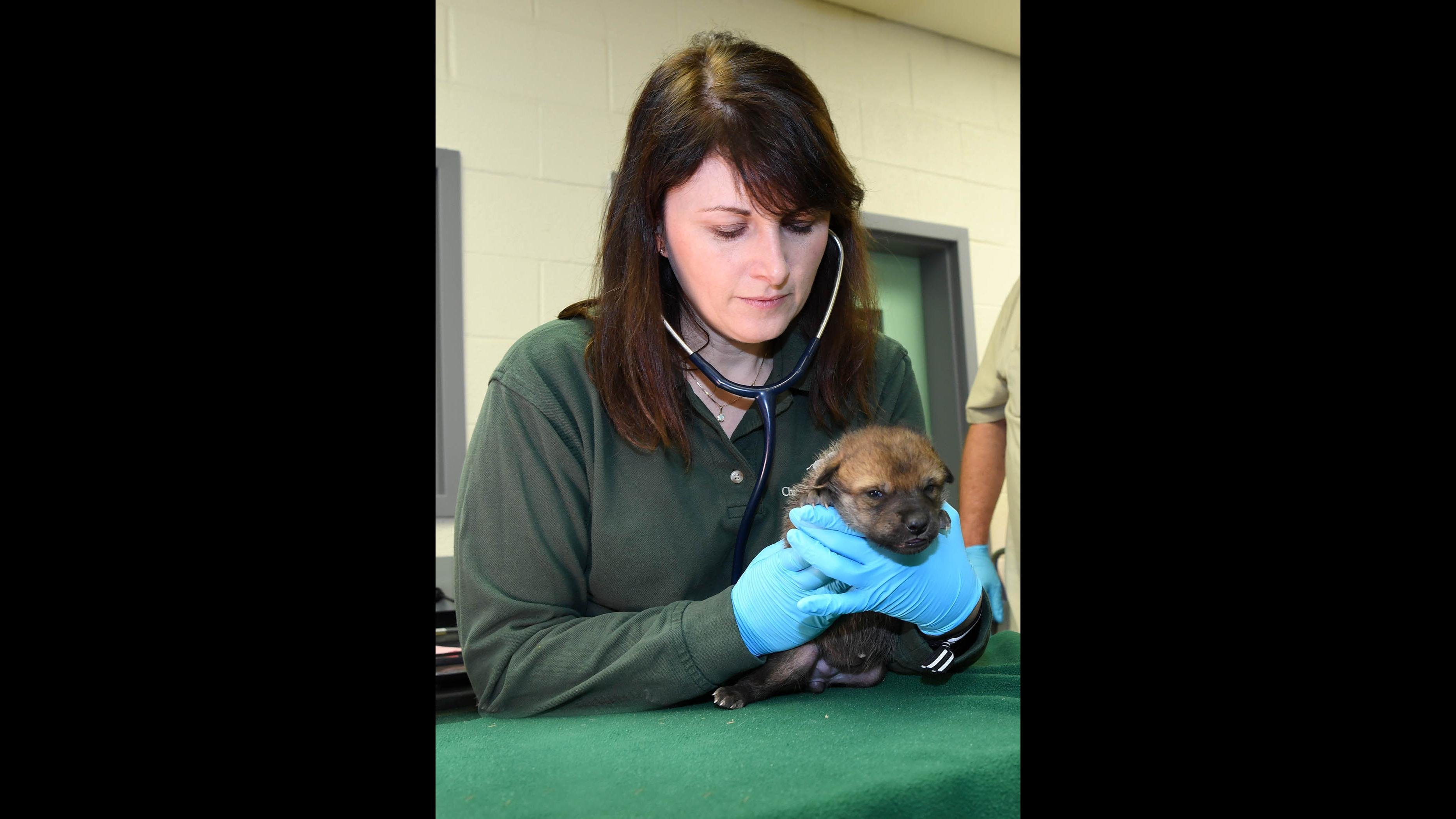 Dr. Copper Aitken-Palmer, associate veterinarian for the Chicago Zoological Society, performs a neonatal examination on a Mexican gray wolf puppy born at Brookfield Zoo on April 22. (Mexican Wolf Interagency Field Team / Chicago Zoological Society)
