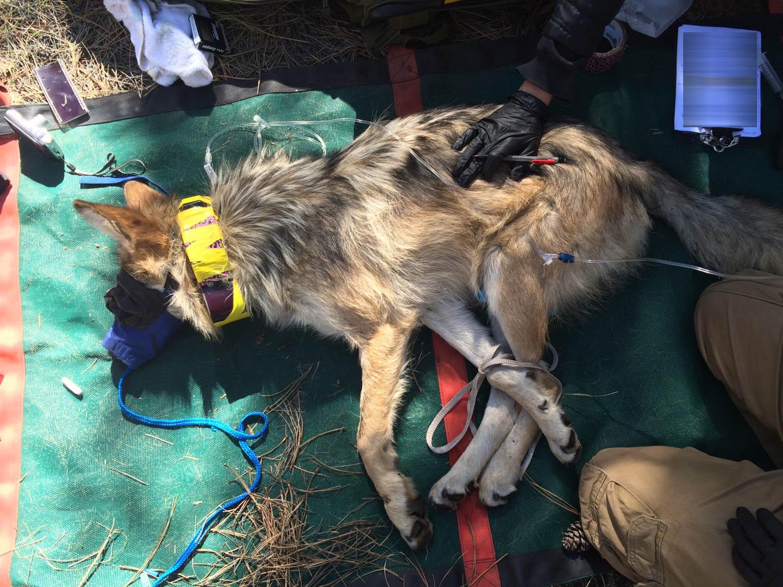 Connie, a Mexican wolf born at Brookfield Zoo, is outfitted with a GPS radio collar by workers from the U.S. Fish and Wildlife Service. (Courtesy U.S. Fish and Wildlife Service Interagency Field Team)
