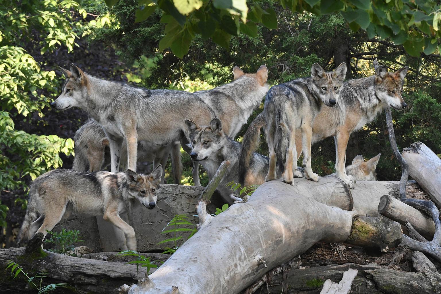 Nine of the 10 Mexican wolves currently at Brookfield Zoo will be leaving this month based on recommendations from the Association of Zoos and Aquariums’ Species Survival Plan and the U.S. Fish and Wildlife Service’s Mexican Wolf Recovery Program. (Jim Schulz / Chicago Zoological Society)