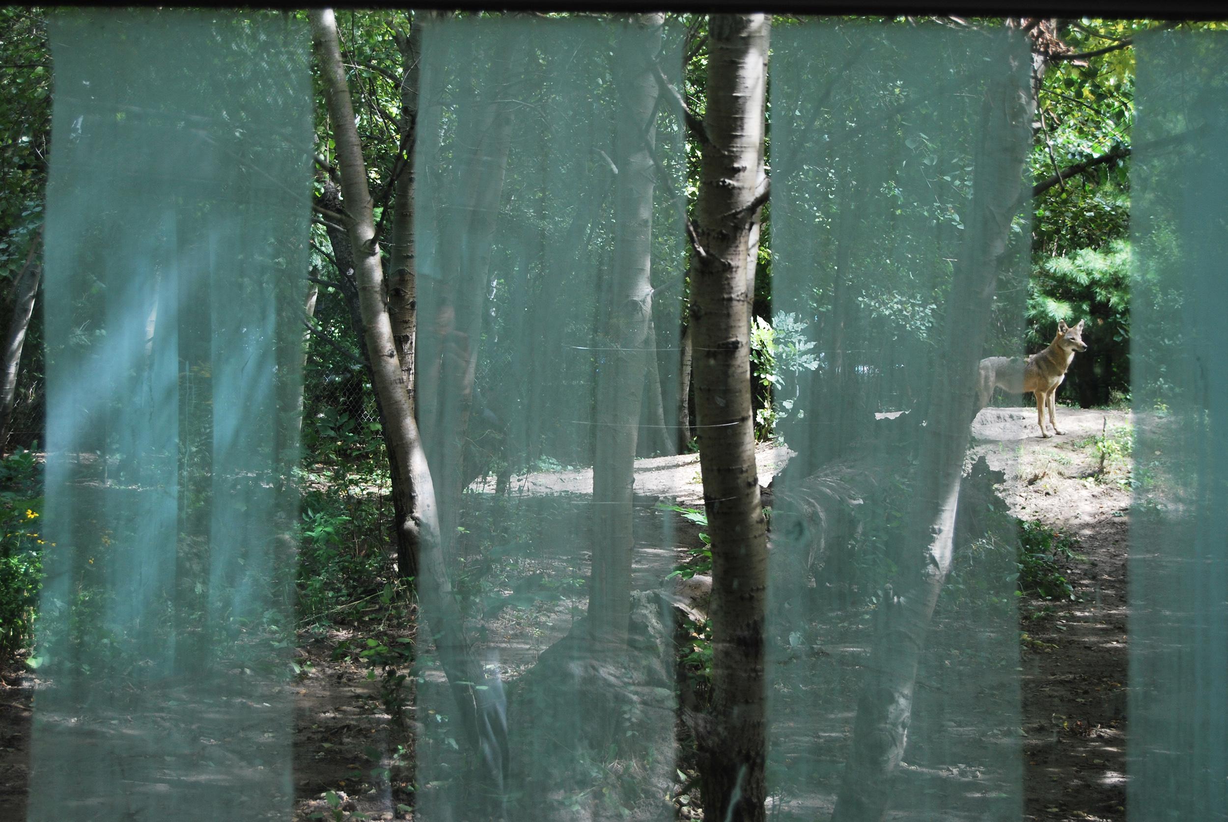 A soaped glass viewing wall at the Pritzker Family Children’s Zoo red wolf exhibit. (Courtesy Lincoln Park Zoo)