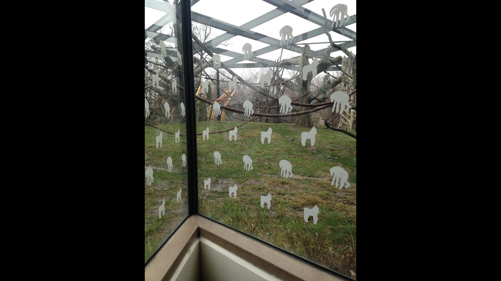 Decals of great apes cover a viewing wall at Lincoln Park Zoo. (Courtesy Lincoln Park Zoo)