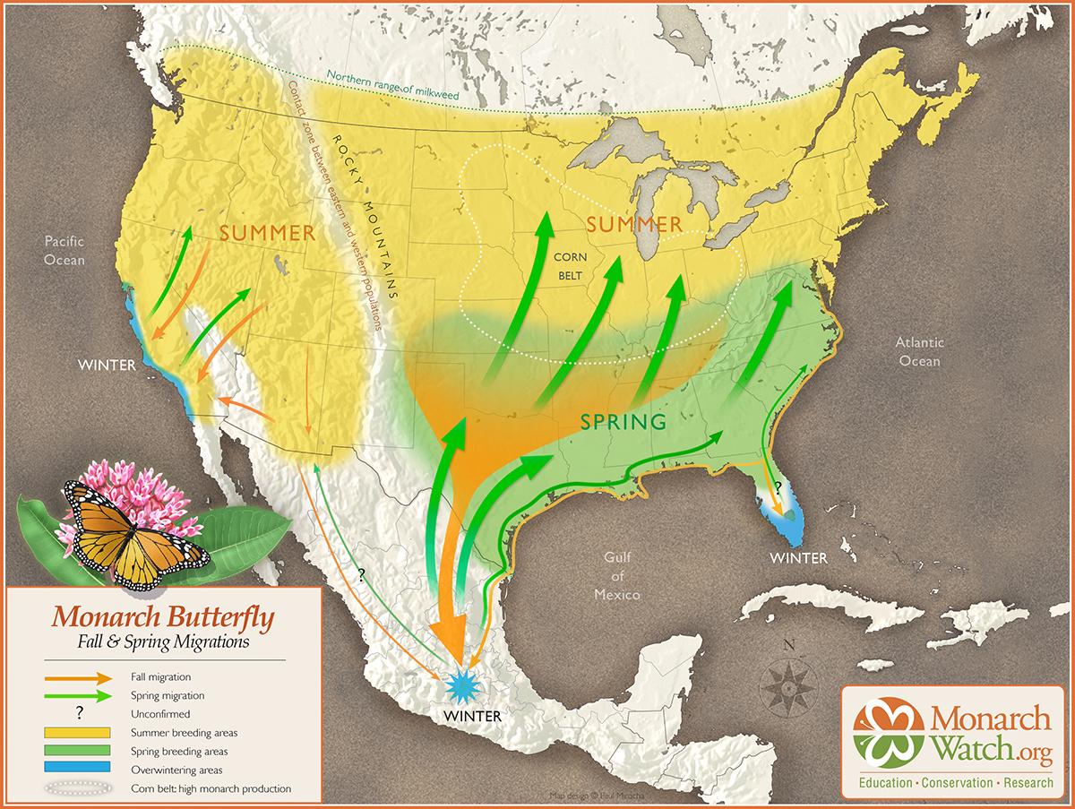Monarch butterfly migratory patterns in the U.S. and Mexico (Courtesy MonarchWatch.org)